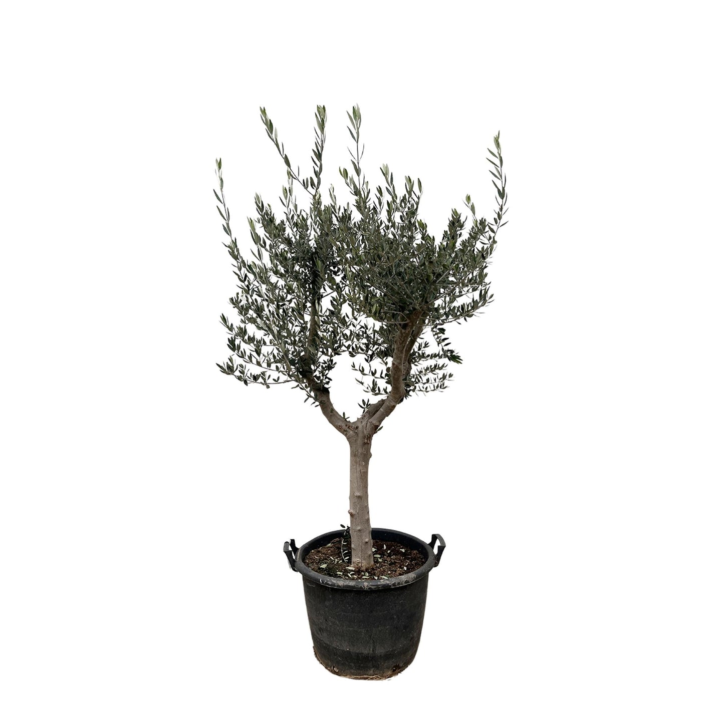 Olivenbaum 220 cm – Mediterrane Kübelpflanze für Balkon & Terrasse