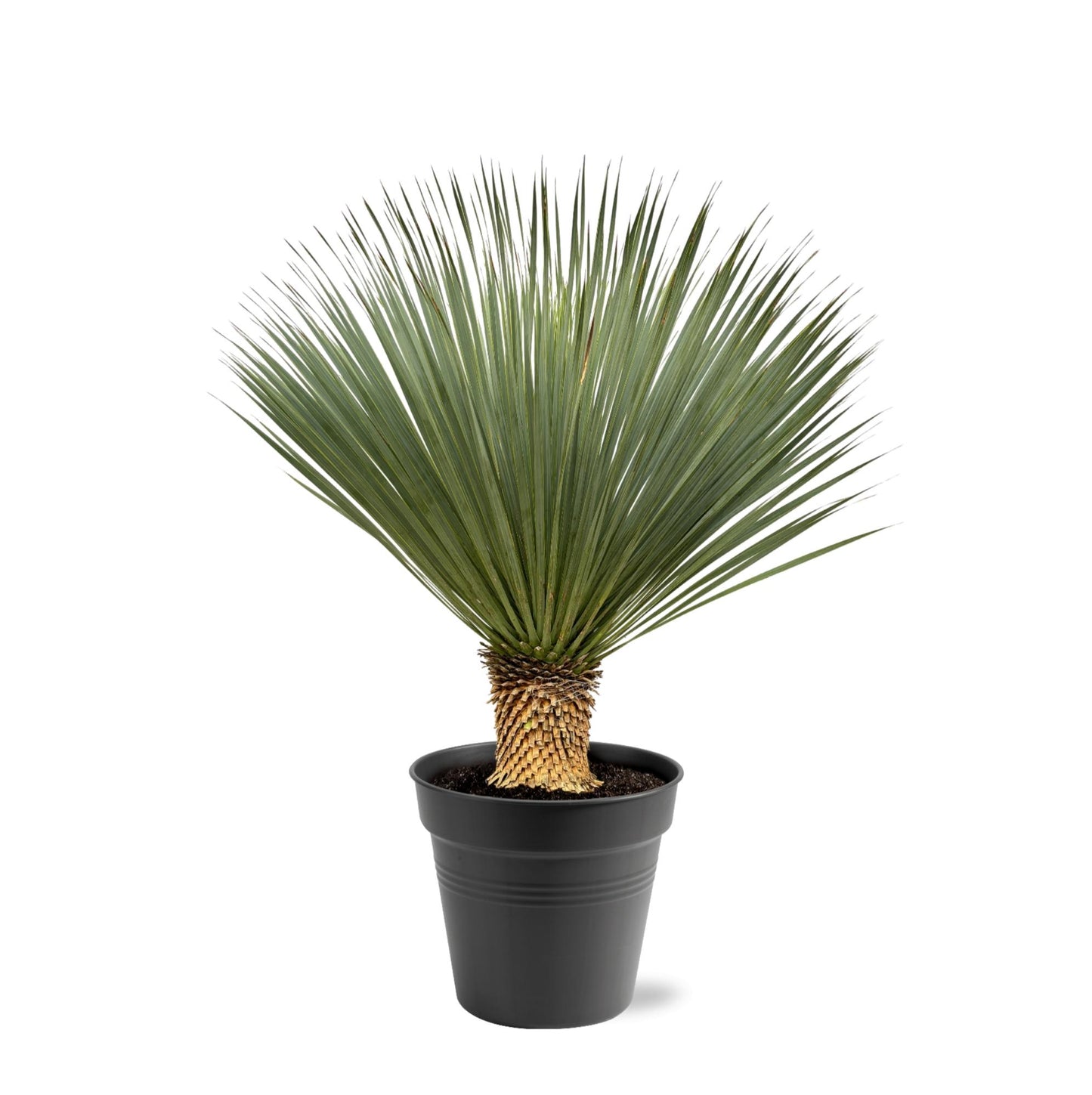 Blaue Palmlilie (Yucca Rostrata) 120 cm – Solitärpflanze