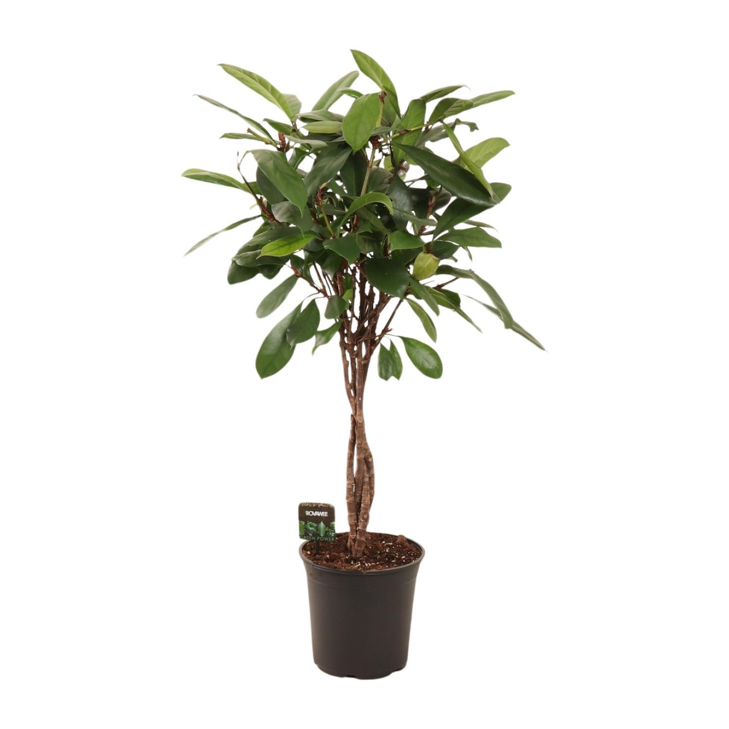 Ficus Cyathistipula - Ø24cm - ↕110cm