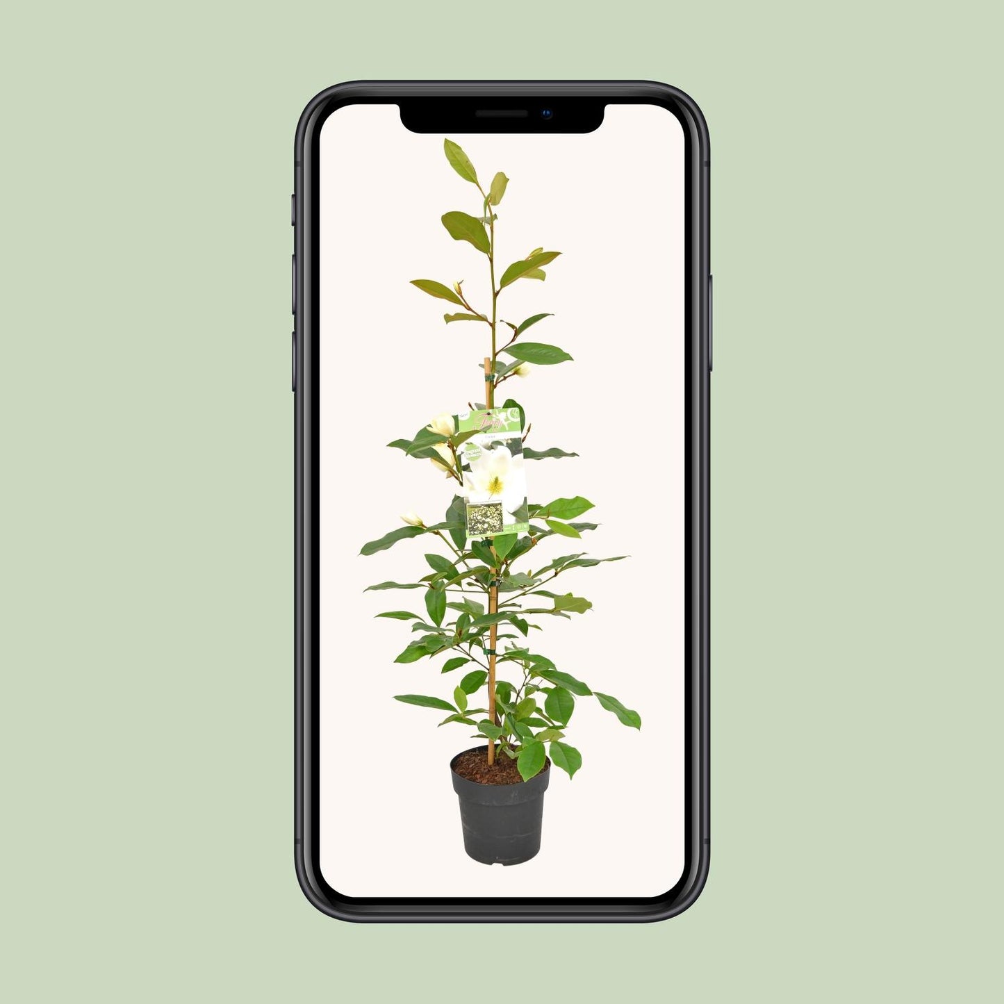 Michelia Fairy Magnolia Cream - Ø19cm - ↕70cm