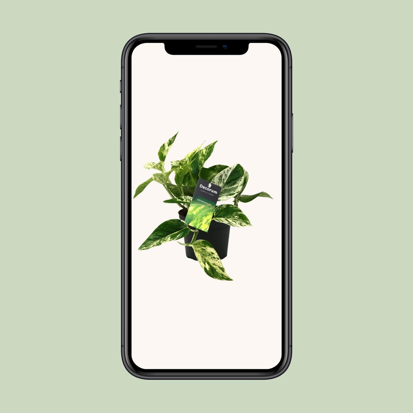 Scindapsus (Epipremnum) Marble Queen - Ø12cm - ↕25cm