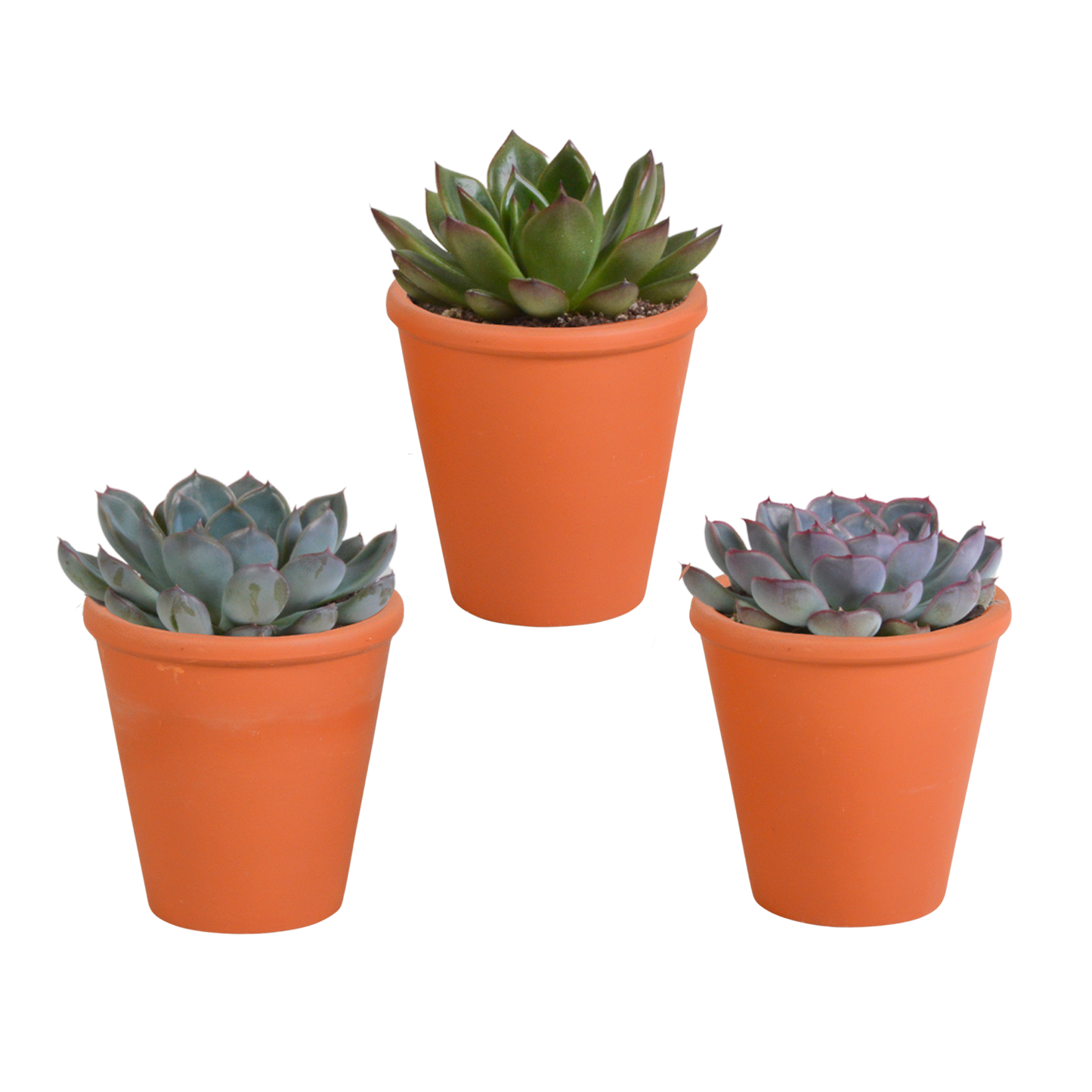Echeverie Mix 3er Set im Terrakottatopf 8,5 cm