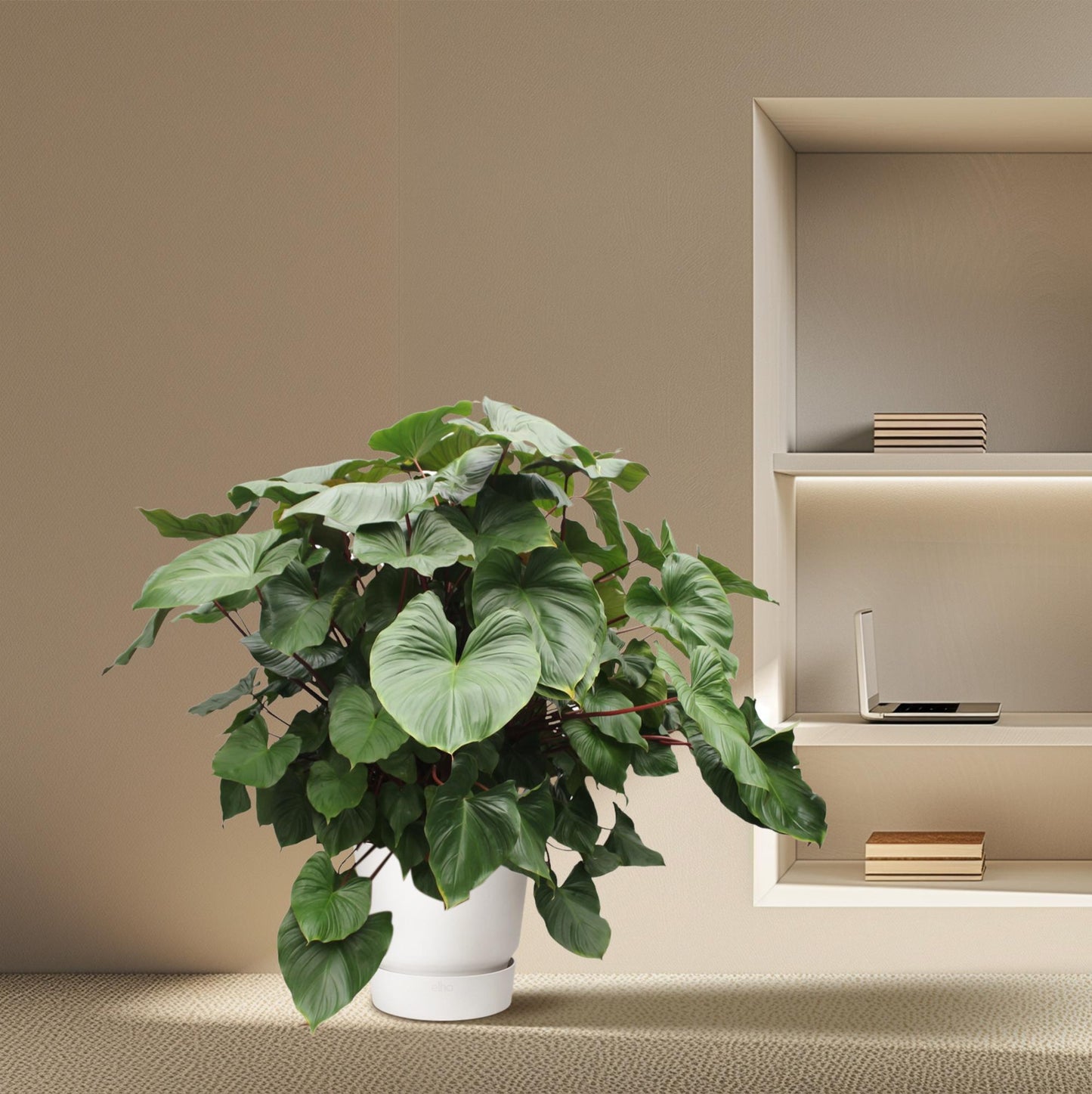 Homalomena Maggy – 170 cm Tropische Zimmerpflanze