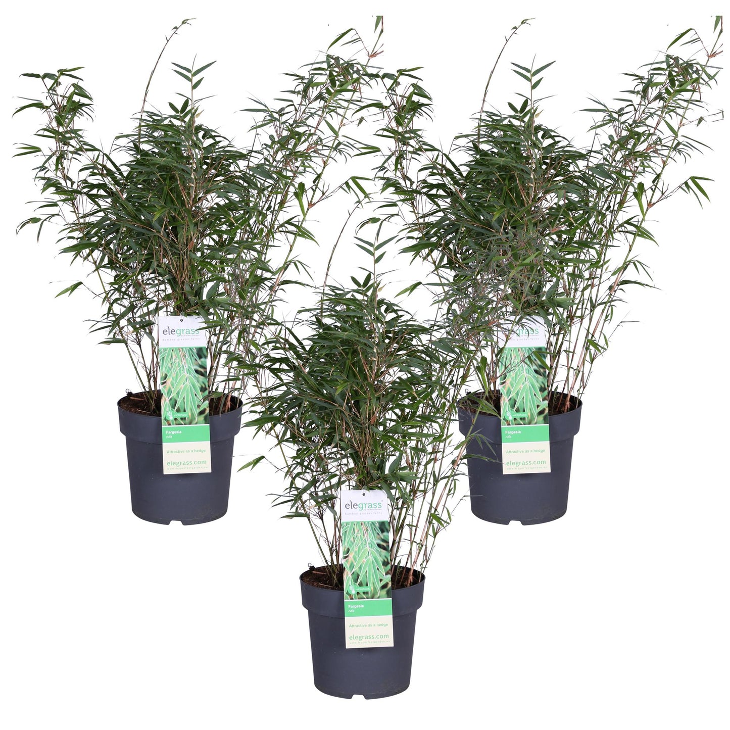 3x - Fargesia rufa - ↨80cm - Ø23
