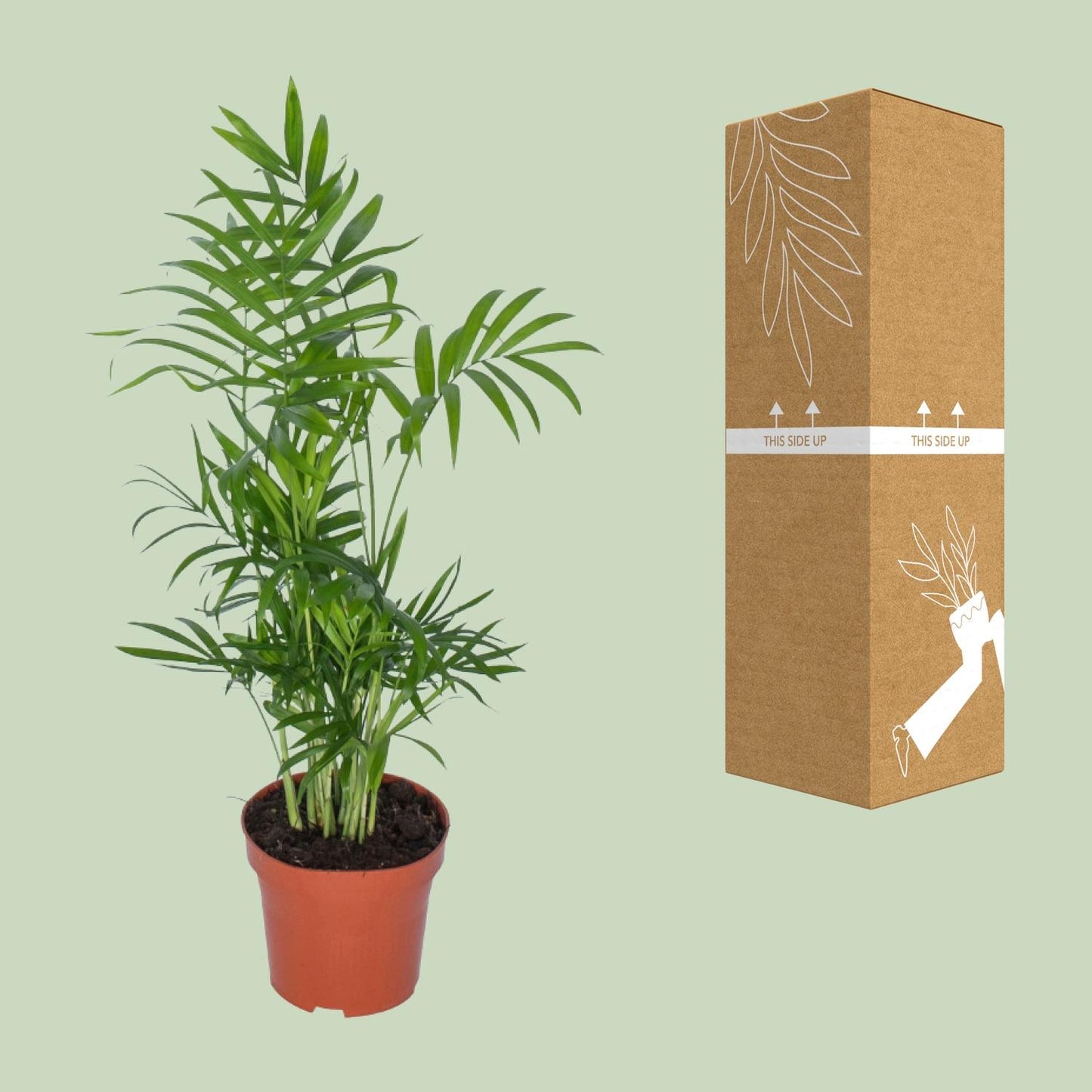 Chamaedorea - Ø12cm - ↕50cm