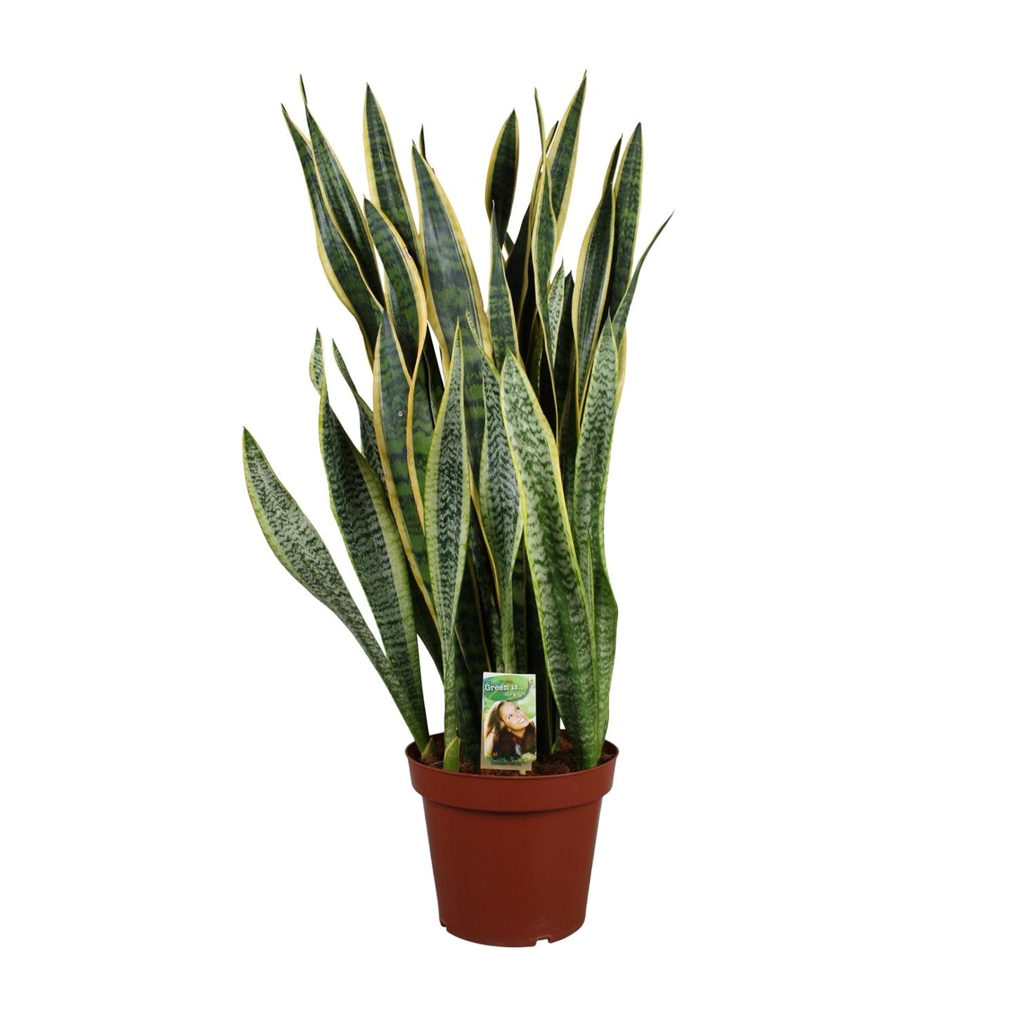 Sansevieria Laurentii P26 - Extra Dik - Ø27cm - ↕100cm