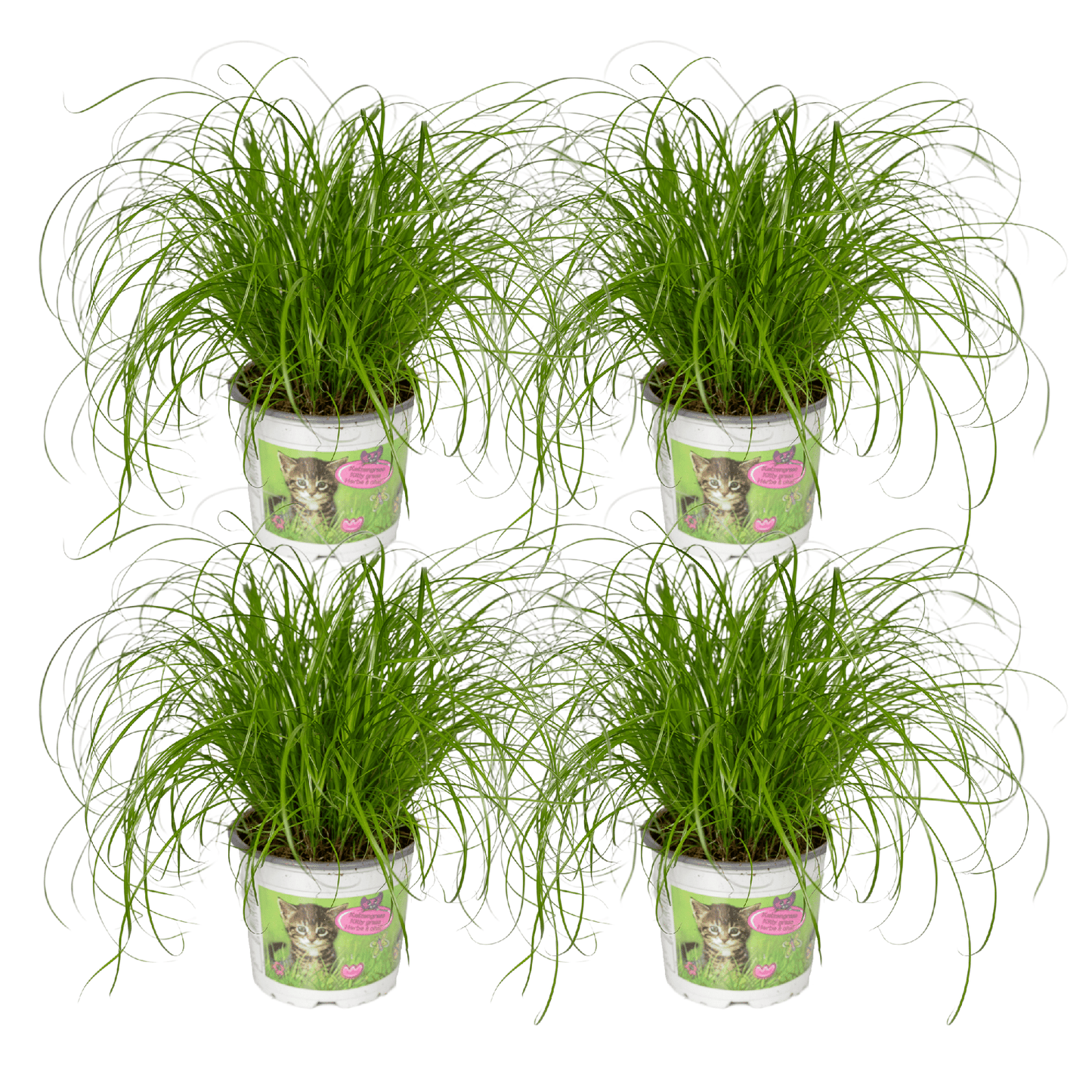 Cyperus Alternifolius (Katzengras) - 4 Stücke - Ø12cm - ↕20cm