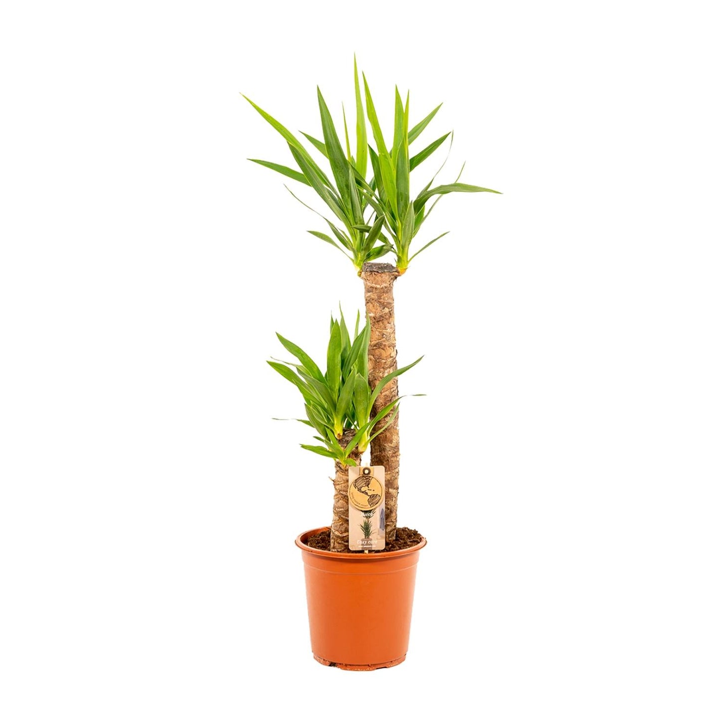 Yucca Palme (Palmlilie) – 100 cm, Ø 21 cm Topf
