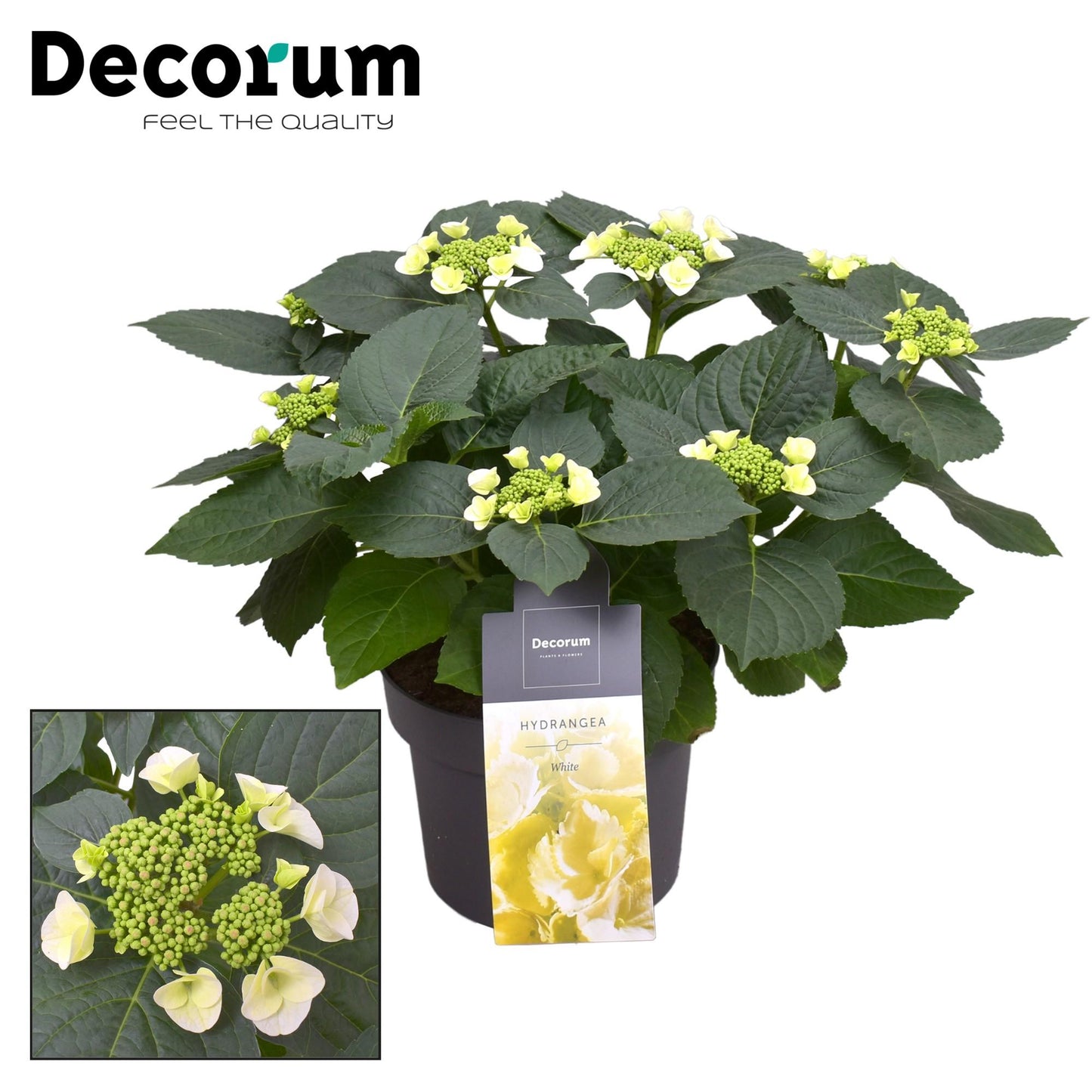 Hydrangea Teller Benxi (wit) 7 - 12 Kop (Decorum) - Ø23cm - ↕45cm