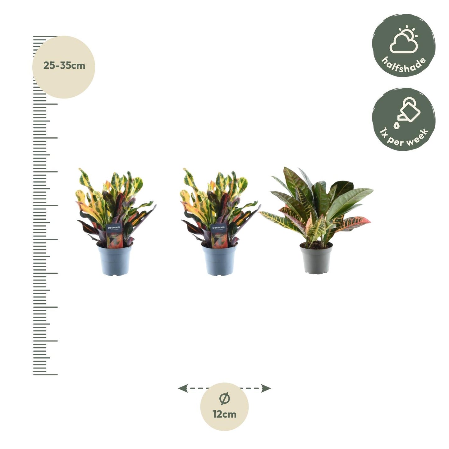 Kroton Mix 3er Set – Bunte, pflegeleichte Zimmerpflanzen 30 cm