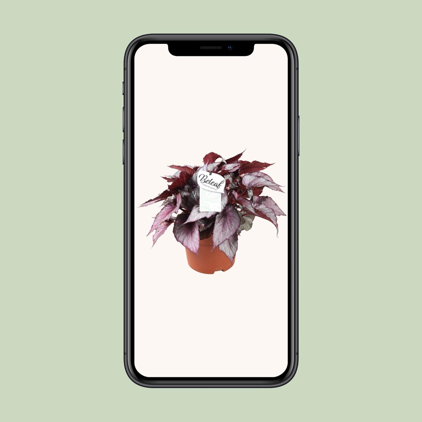 Begonia Beleaf Maori Haze - Ø17cm - ↕32cm