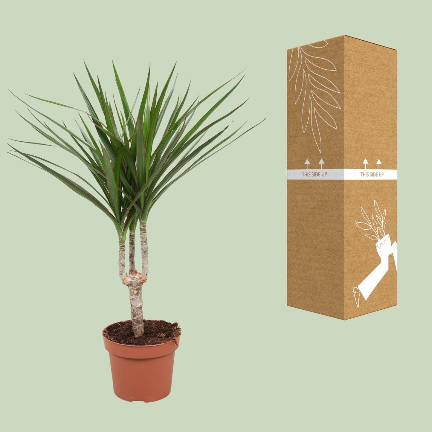 Dracaena Marginata - Ø12cm - ↕50cm