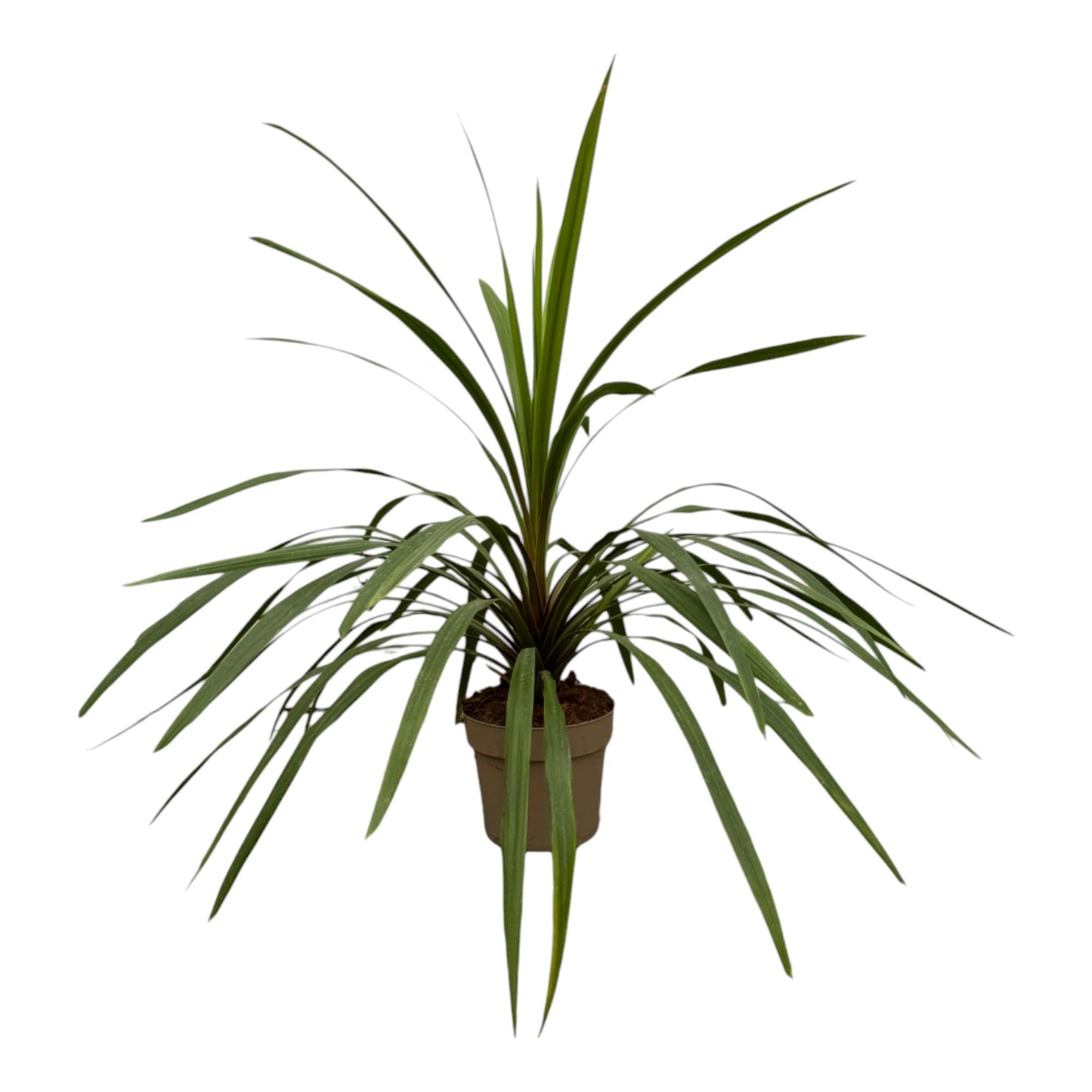 Keulenlilie 'Peko' – 90 cm exotische Zimmerpflanze