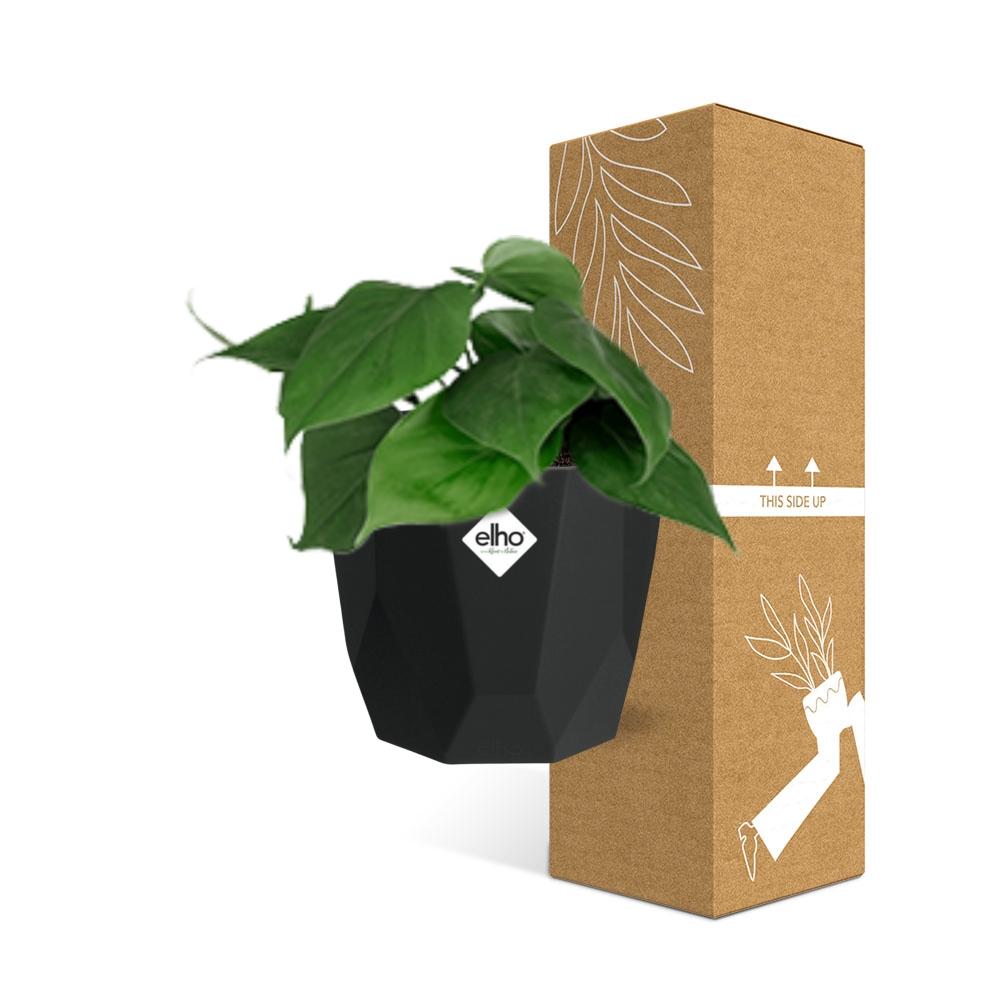 Philodendron Scandens in 14cm b.for rock living black