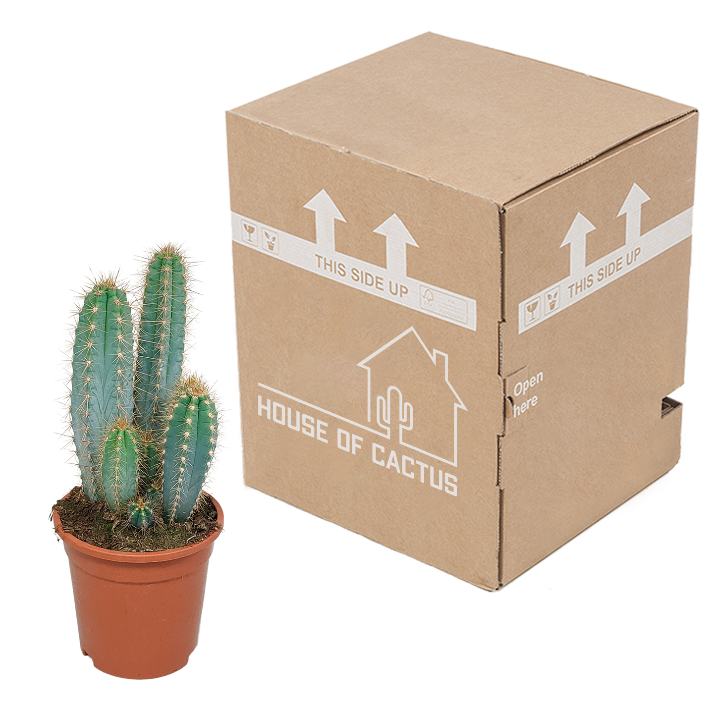 Blauer Säulenkaktus – 17 cm Pilosocereus azureus