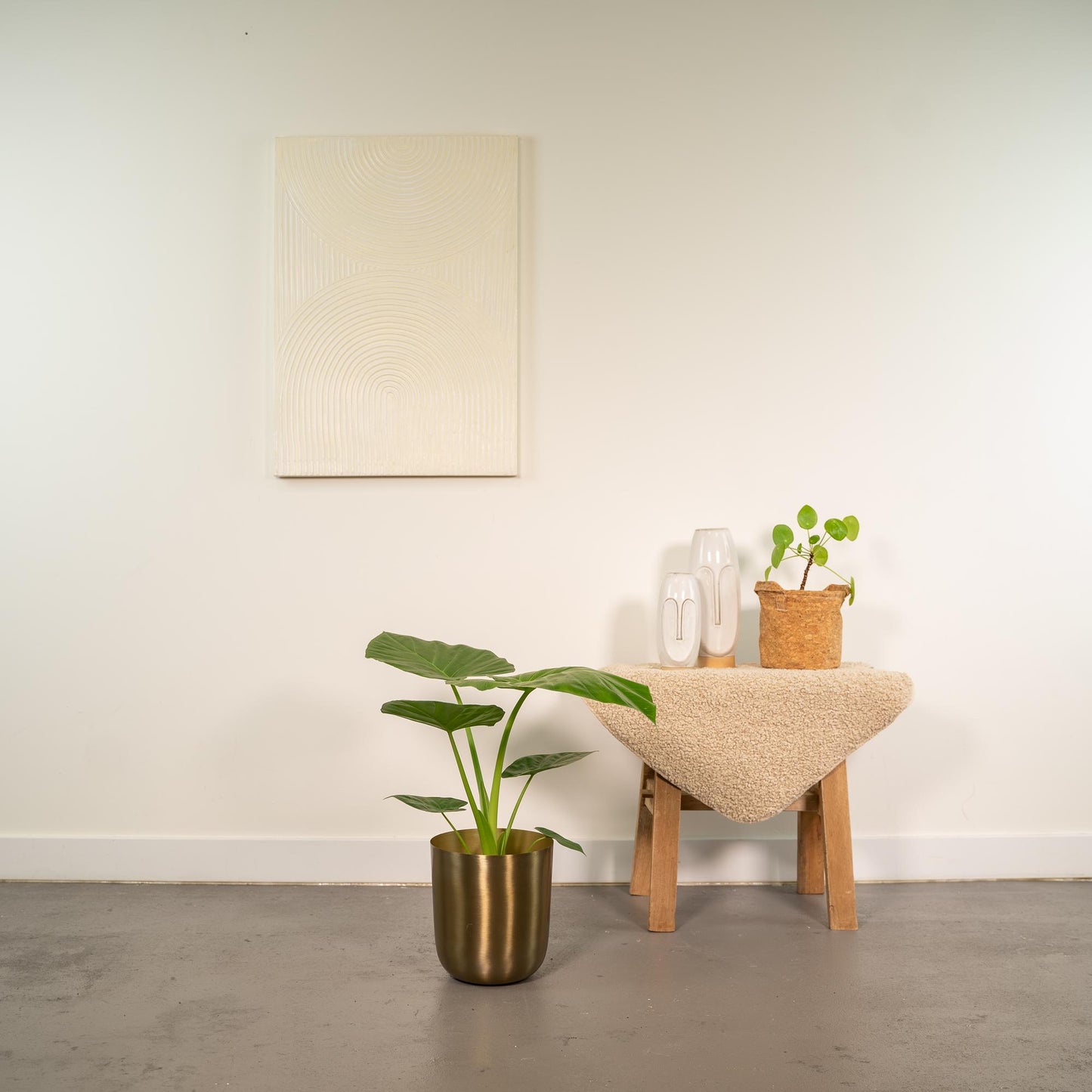 Alocasia Macrorrhiza - Ø19cm - ↕70cm + Topf Mayk Gold