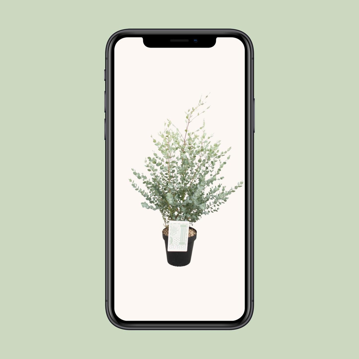 Eucalyptus Gunni - Ø23cm - ↕75cm