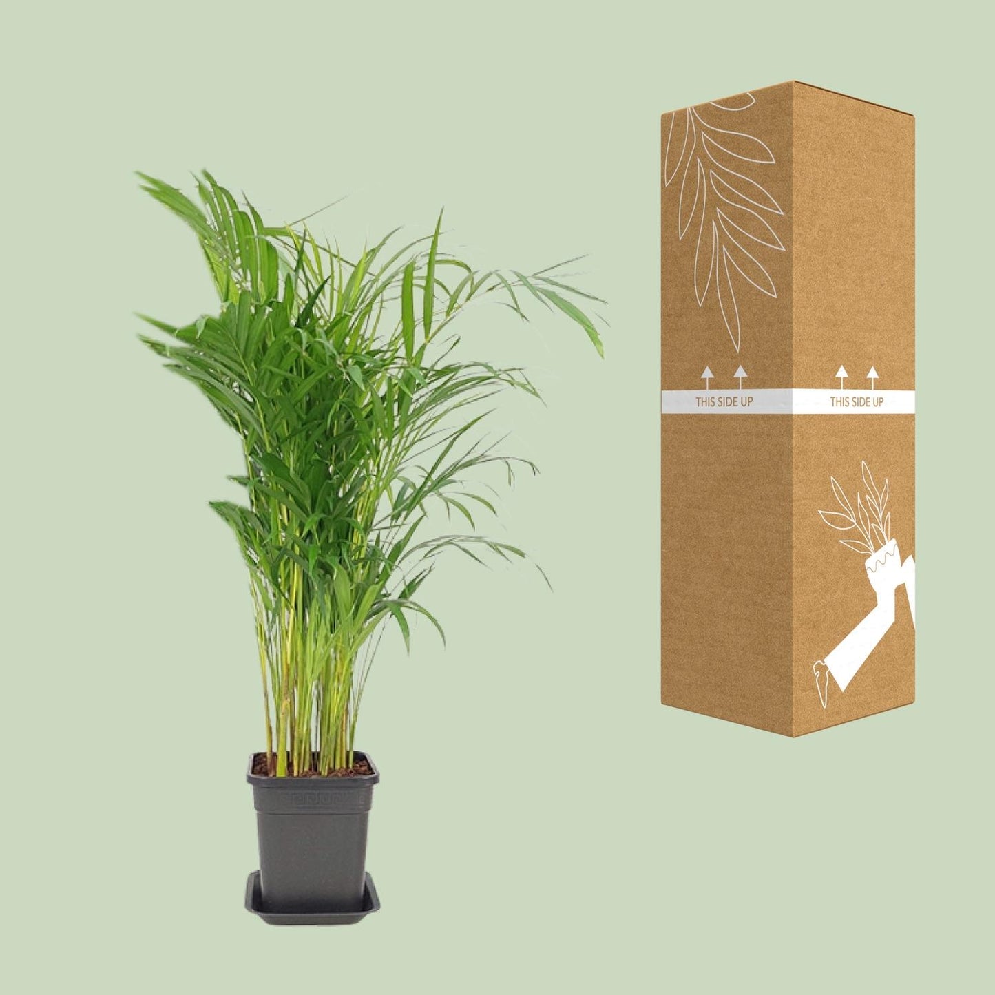 Dypsis Lutescens - Ø21cm - ↕100cm