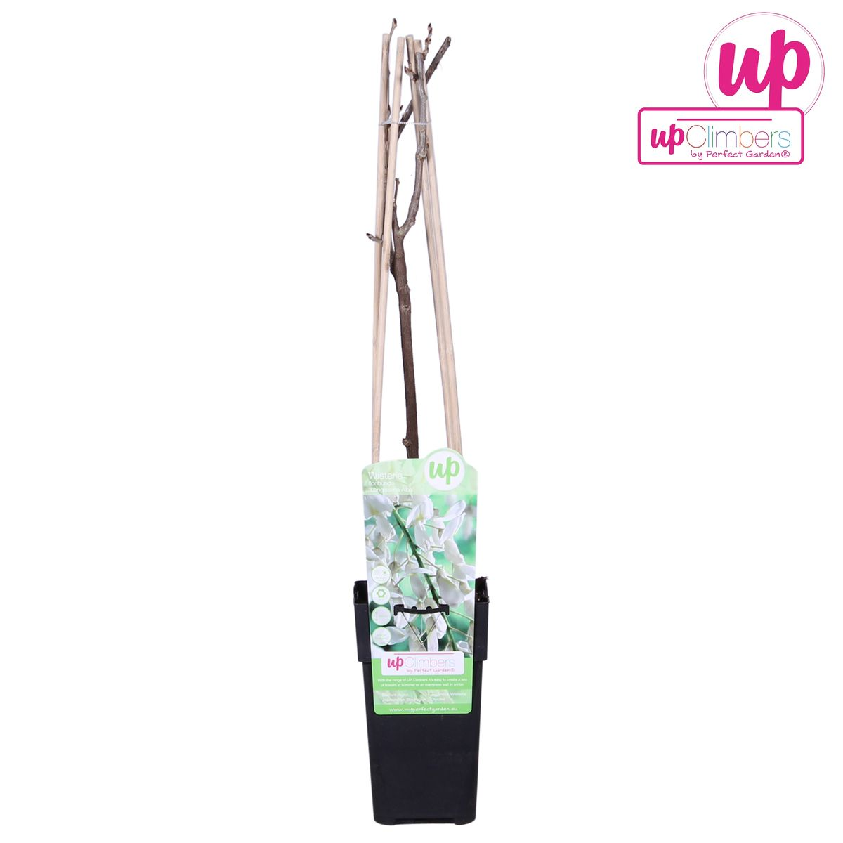 Wisteria floribunda 'Longissima Alba' - Weißer Regen - Ø15cm - ↕65cm
