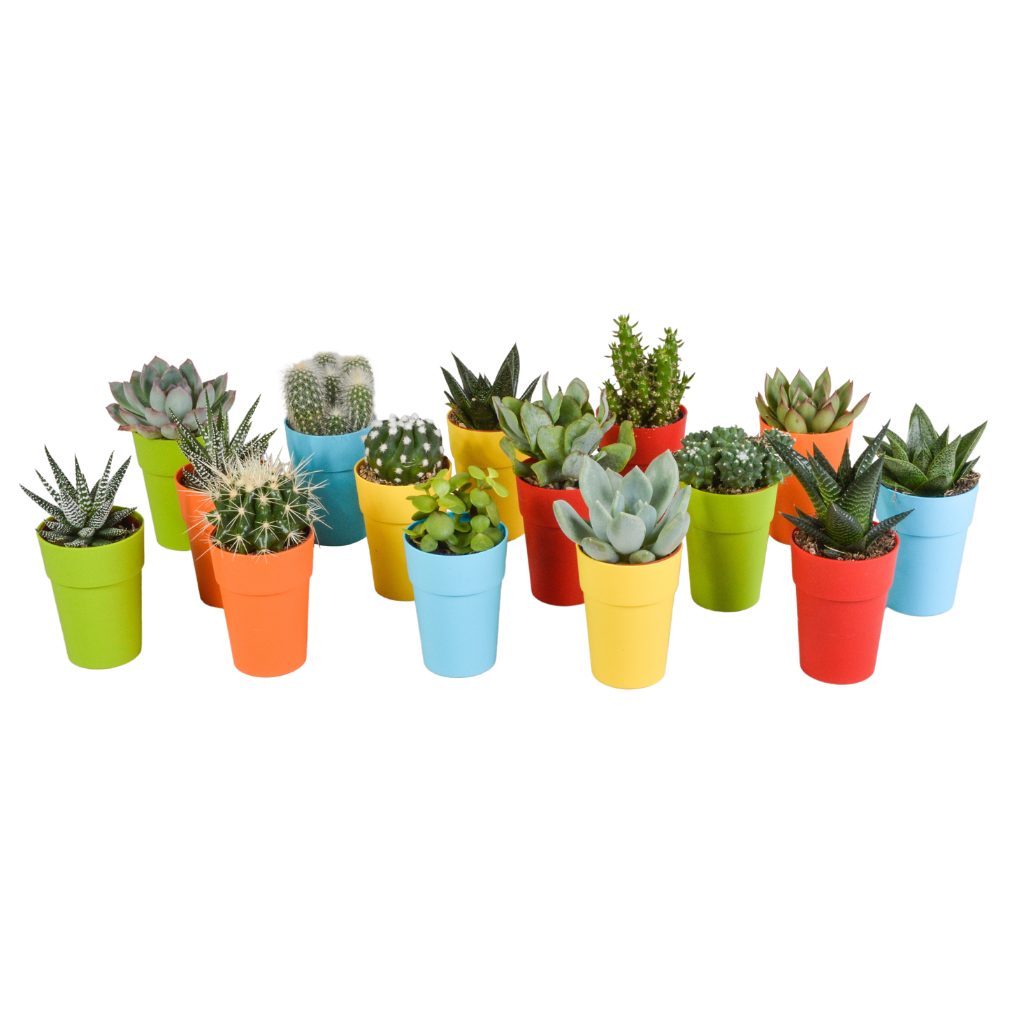 Kakteen & Sukkulenten Mix – 15 pflegeleichte Pflanzen im 5,5cm Topf