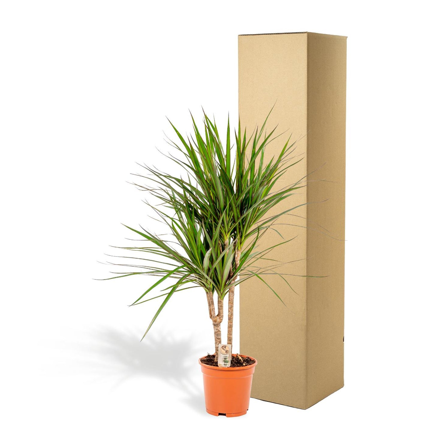 Drachenbaum Marginata 90 cm – Stilvolle & Pflegeleichte Zimmerpflanze