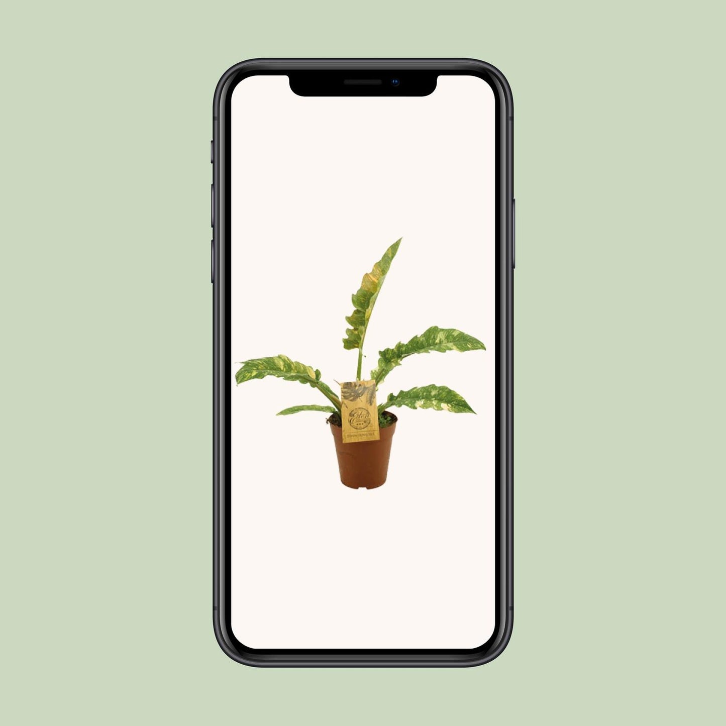 Philodendron Ring Of Fire - Ø15cm - ↕50cm