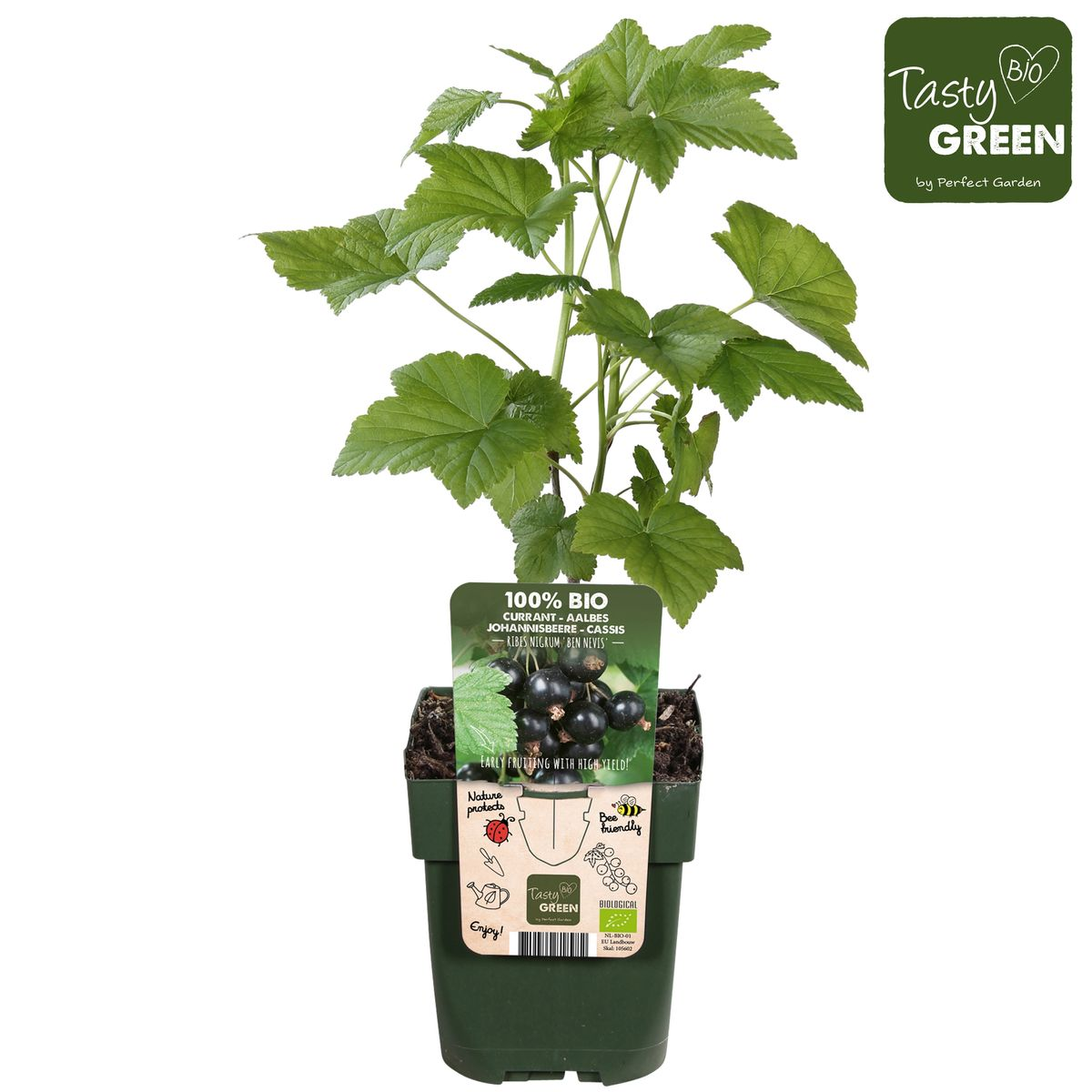 Ribes nigrum 'Ben Nevis' - Schwarze Johannisbeere - Ø13cm - ↕45cm