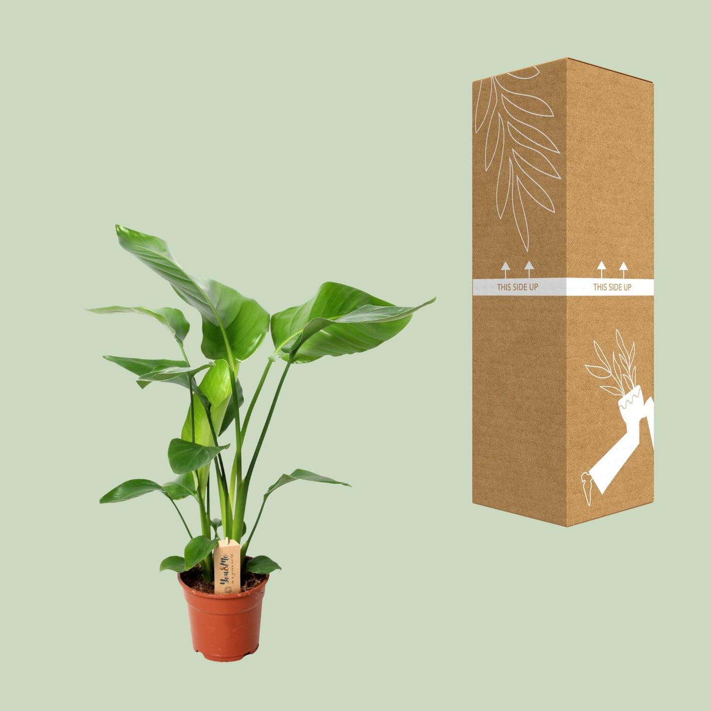 Strelitzia Nicolai - Ø17cm - ↕60cm