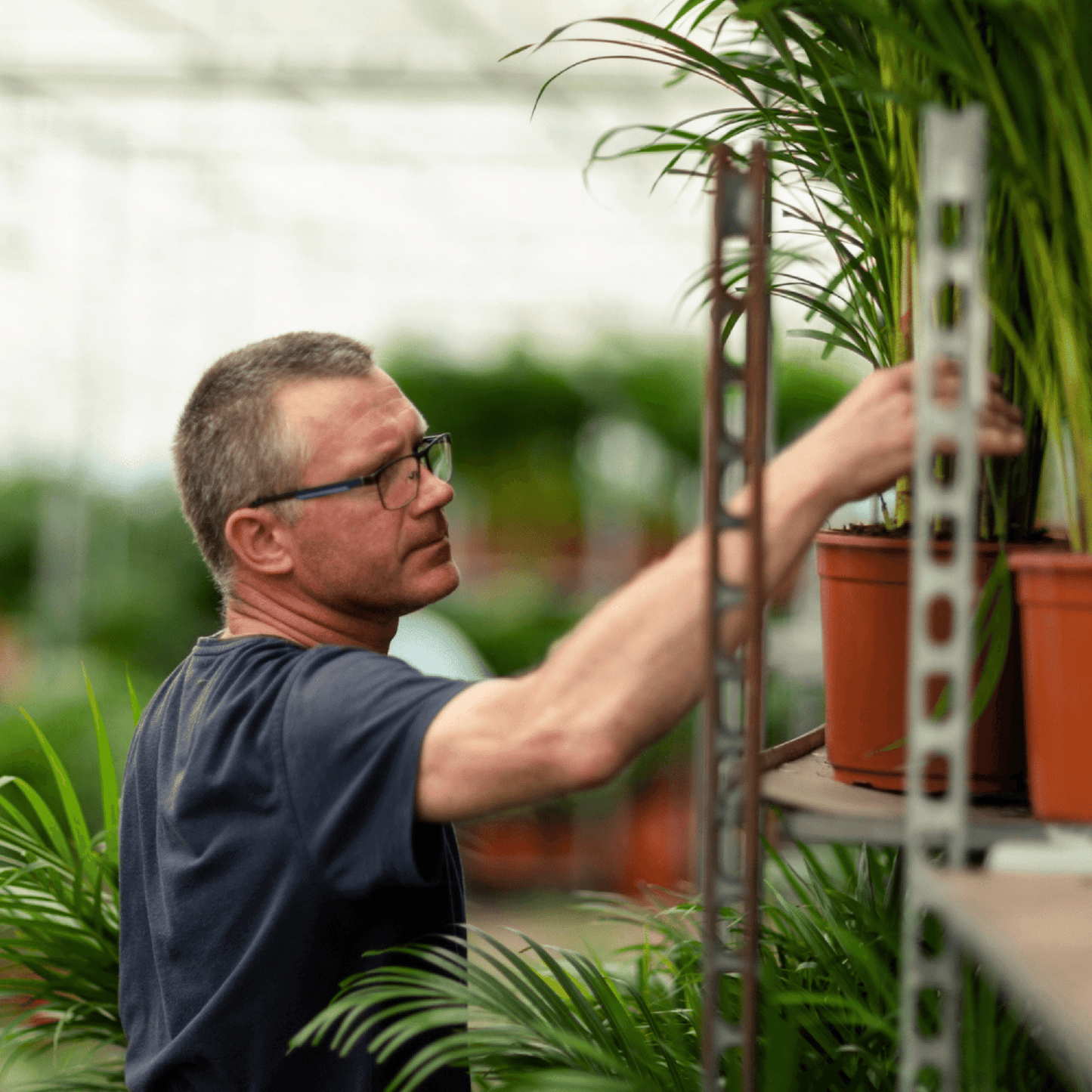 Drachenbaum Marginata 100 cm – Stilvolle Zimmerpflanze