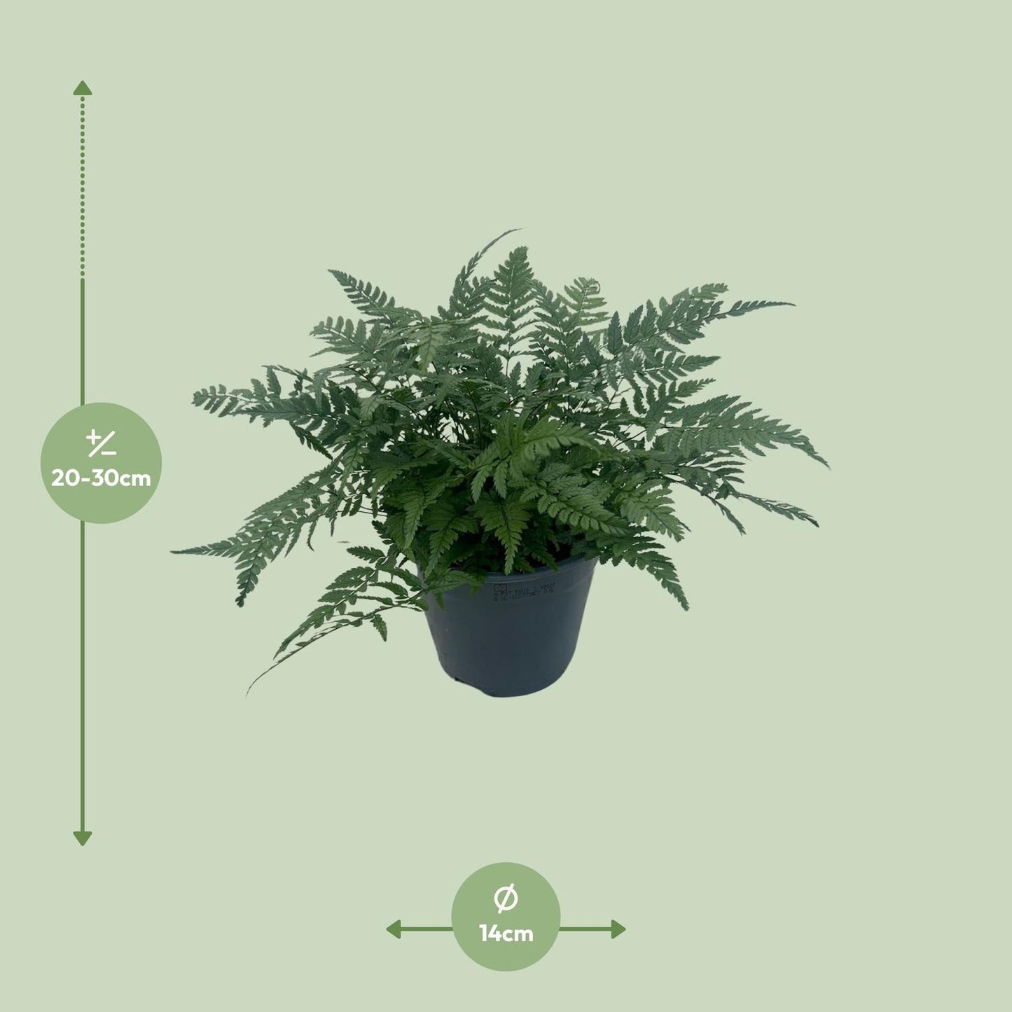 Polystichum Tsussimense 'Korean Rock Fern' 14cm (Buiten Varen, Garden Fern)