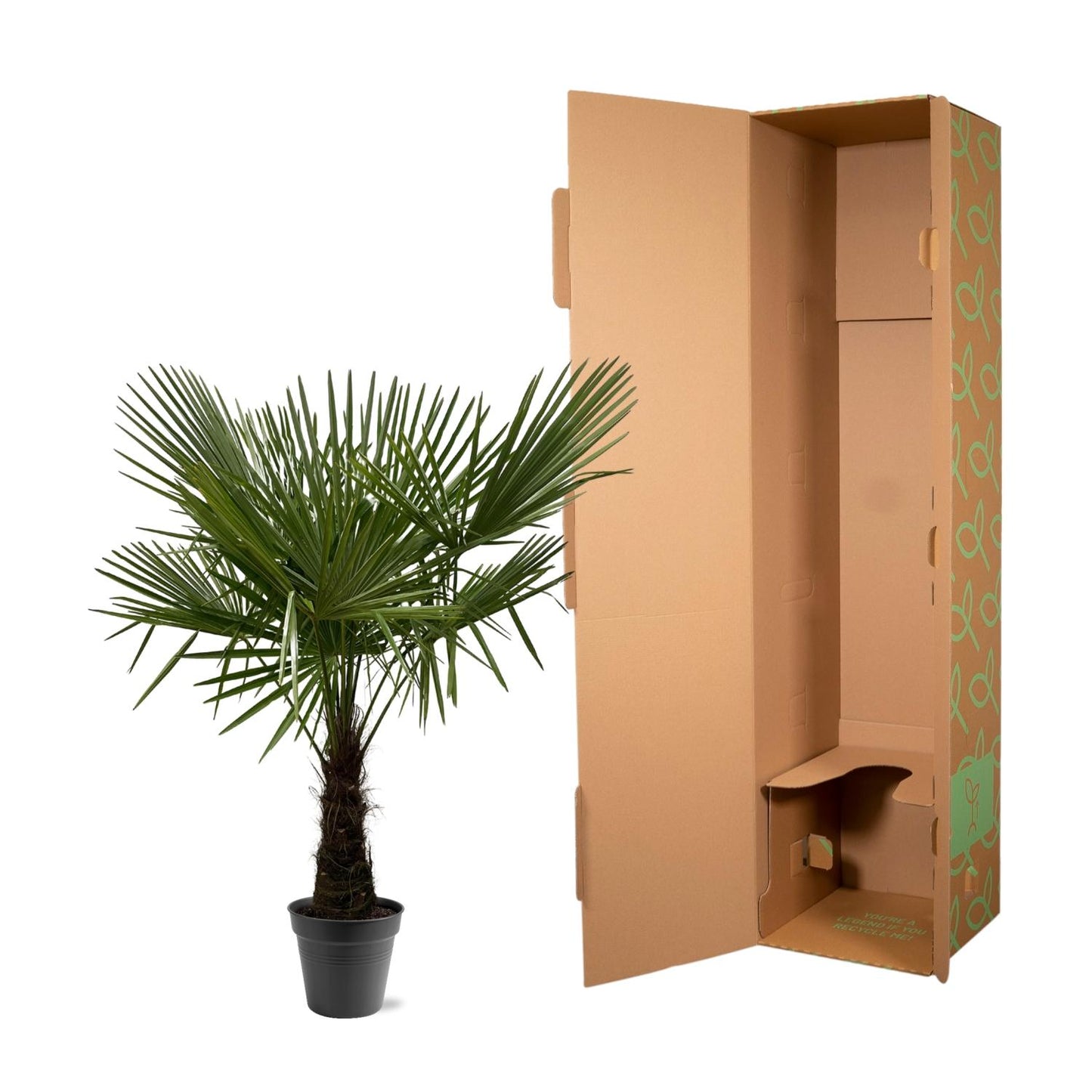 Hanfpalme 160-180 cm – Winterharte mediterrane Gartenpalme Ø30