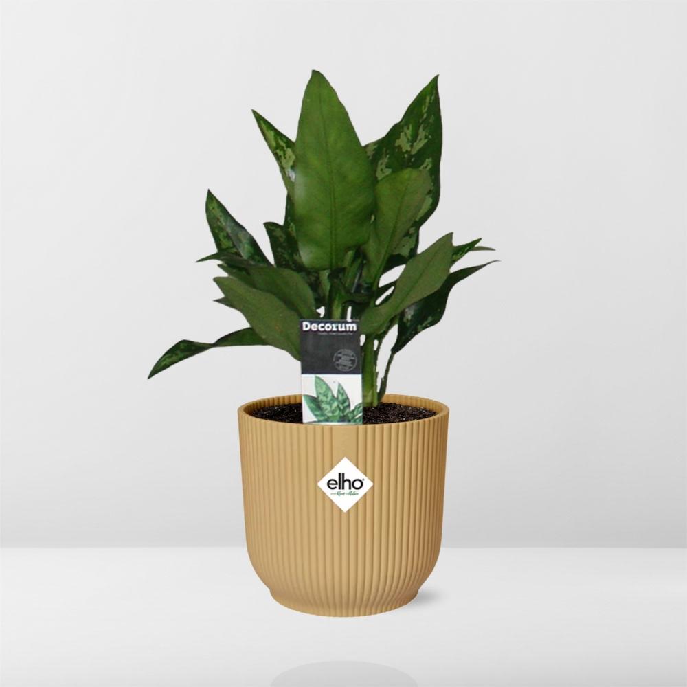 Aglaonema Maria in ELHO Vibes Fold 14cm geel