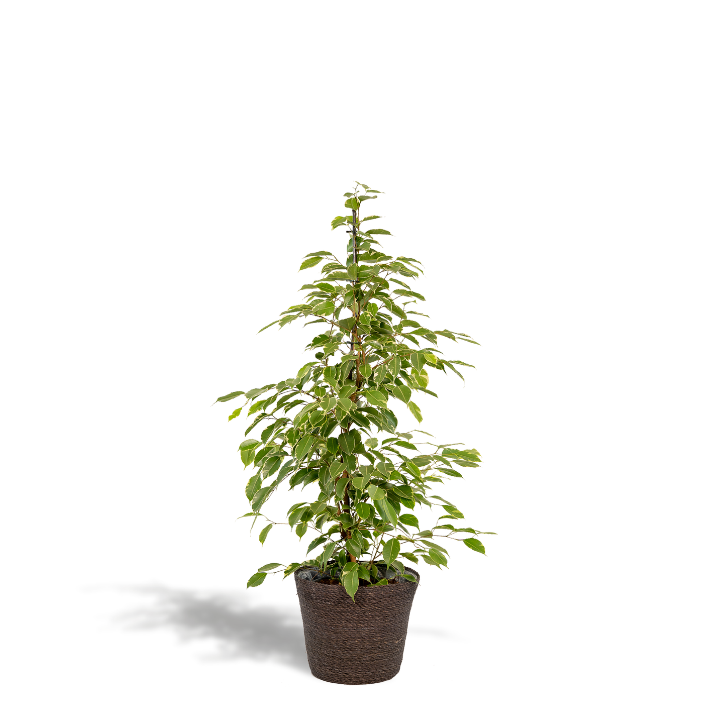 Ficus benjamina Goldenking - Ø21cm - ↕95cm + Korb Igmar