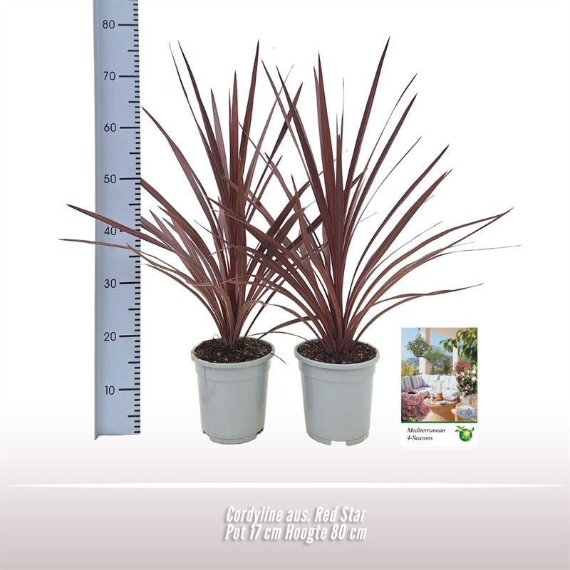 Cordyline Aus. Red Star - 1 Stück - Ø17cm - ↕80cm