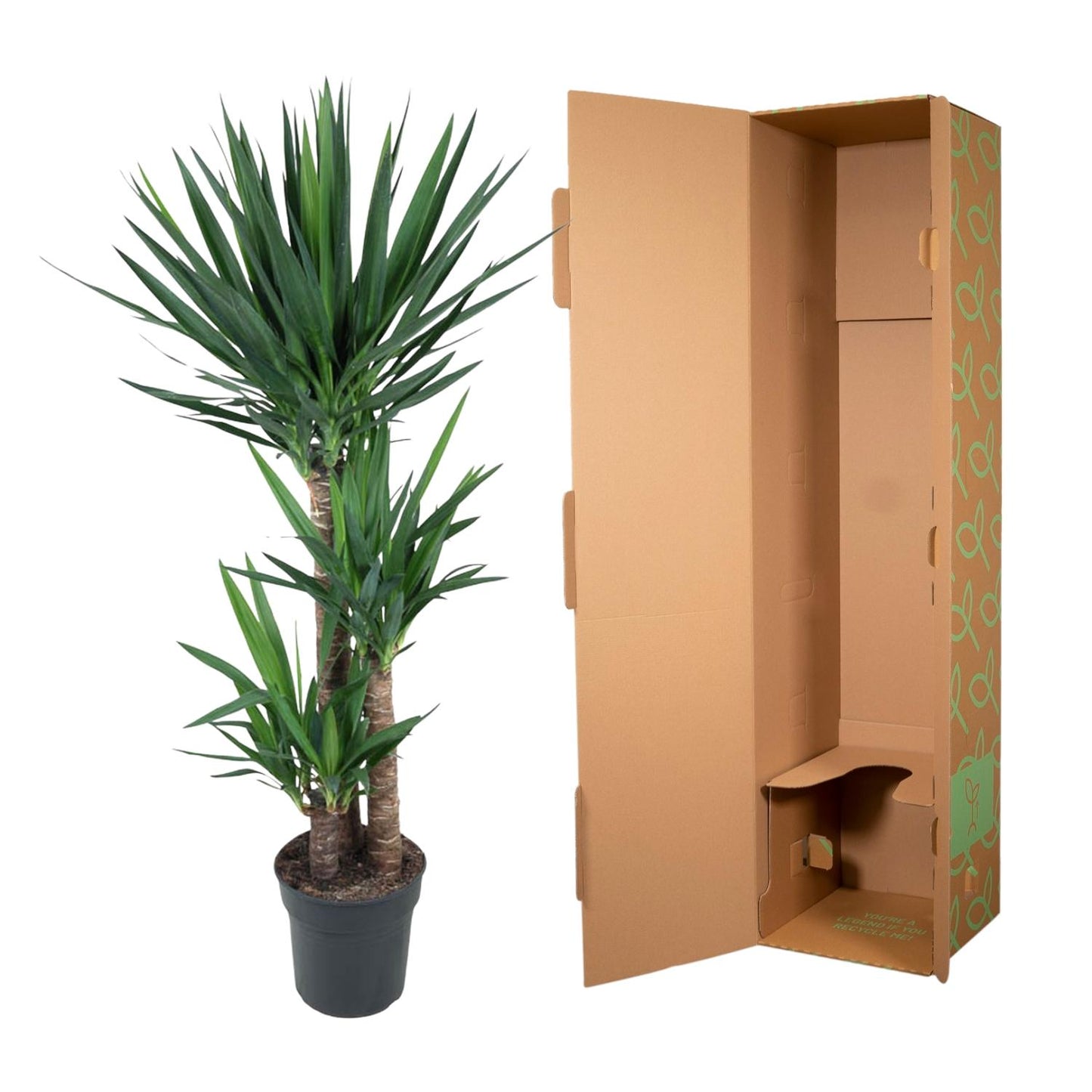 Yucca Palme 140 cm – Eleganter Elefantenfuß für Zuhause