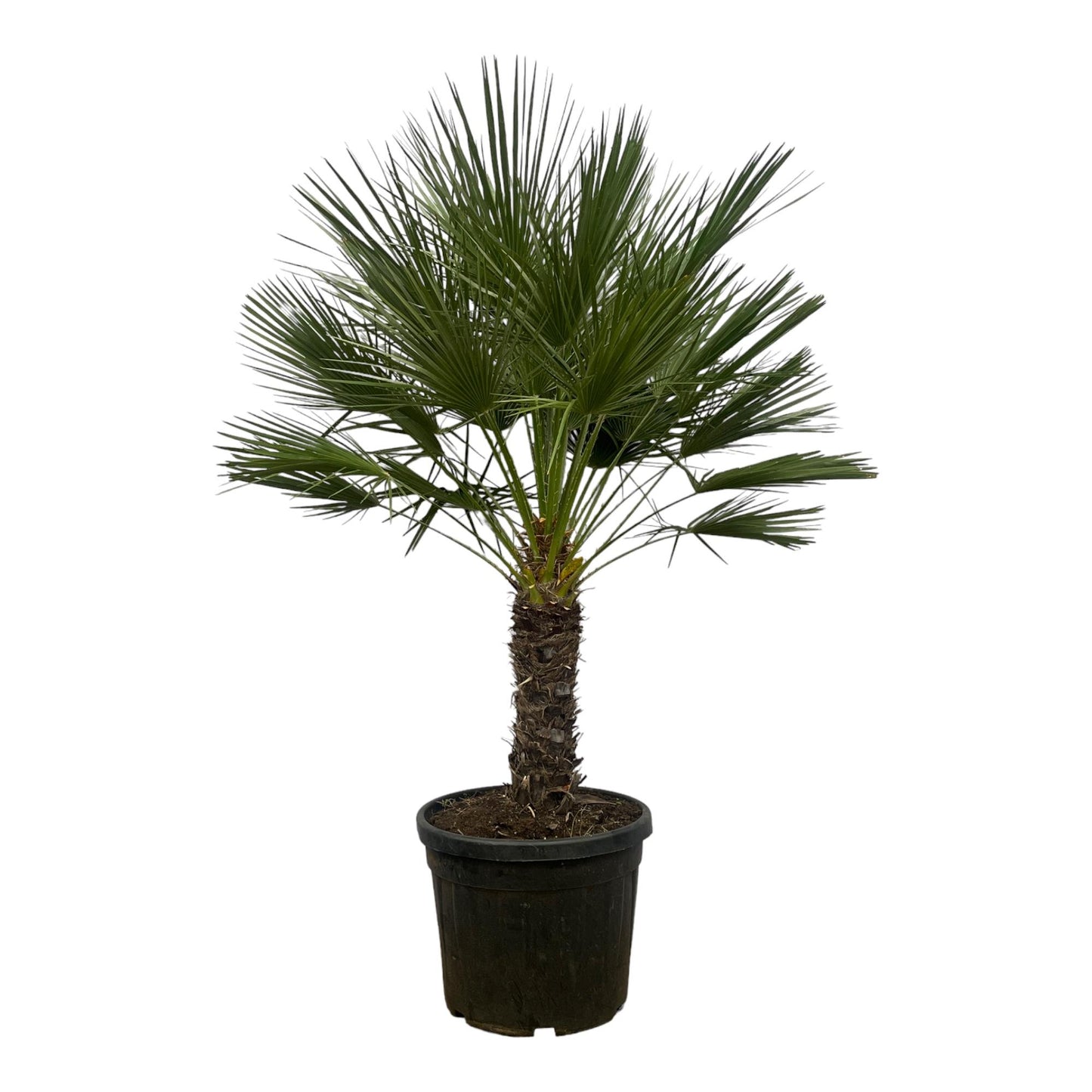 Zwergpalme auf Stamm – 150 cm mediterranes Flair