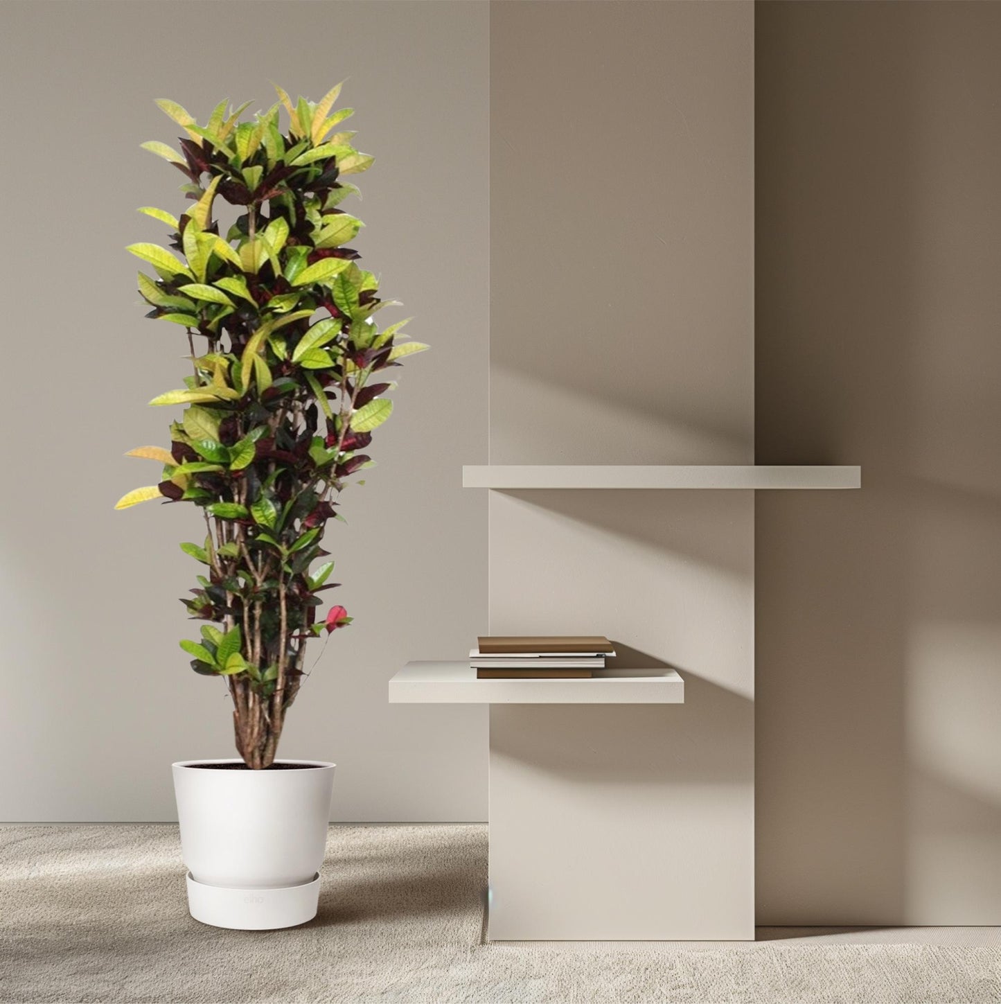 Kroton Iceton 190 cm – Farbenfrohe Zimmerpflanze