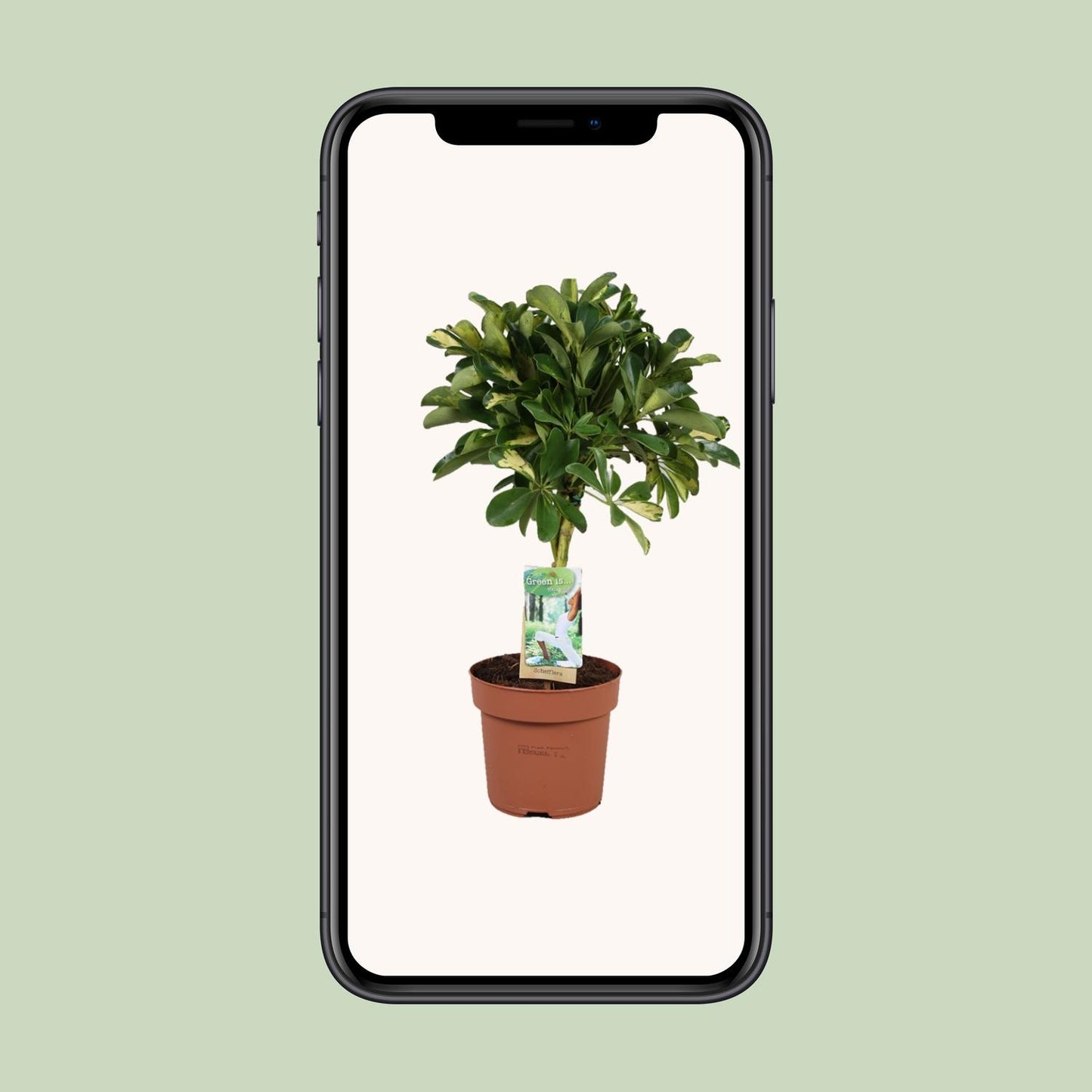 Schefflera Gold Capella - Ø17cm - ↕60cm