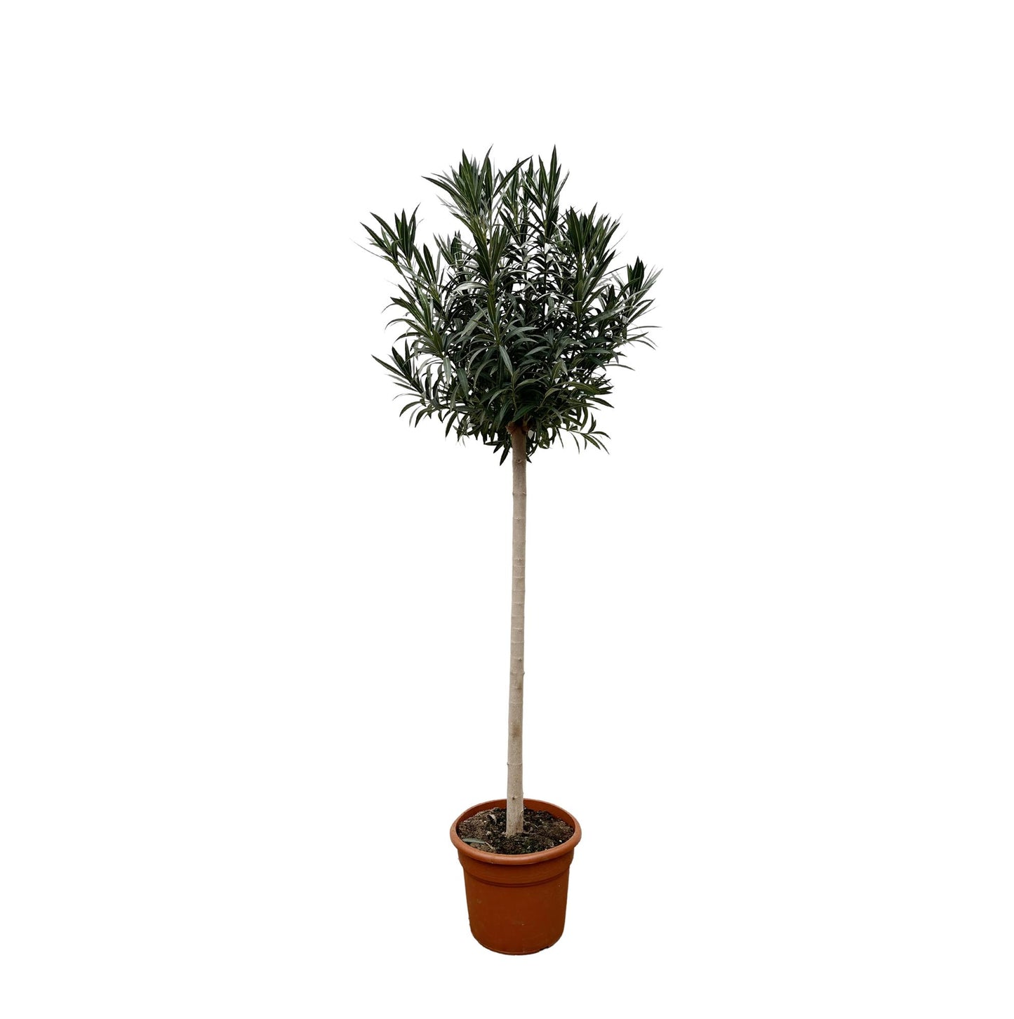 Oleander Stamm mit roten Blüten – 170 cm Kübelpflanze