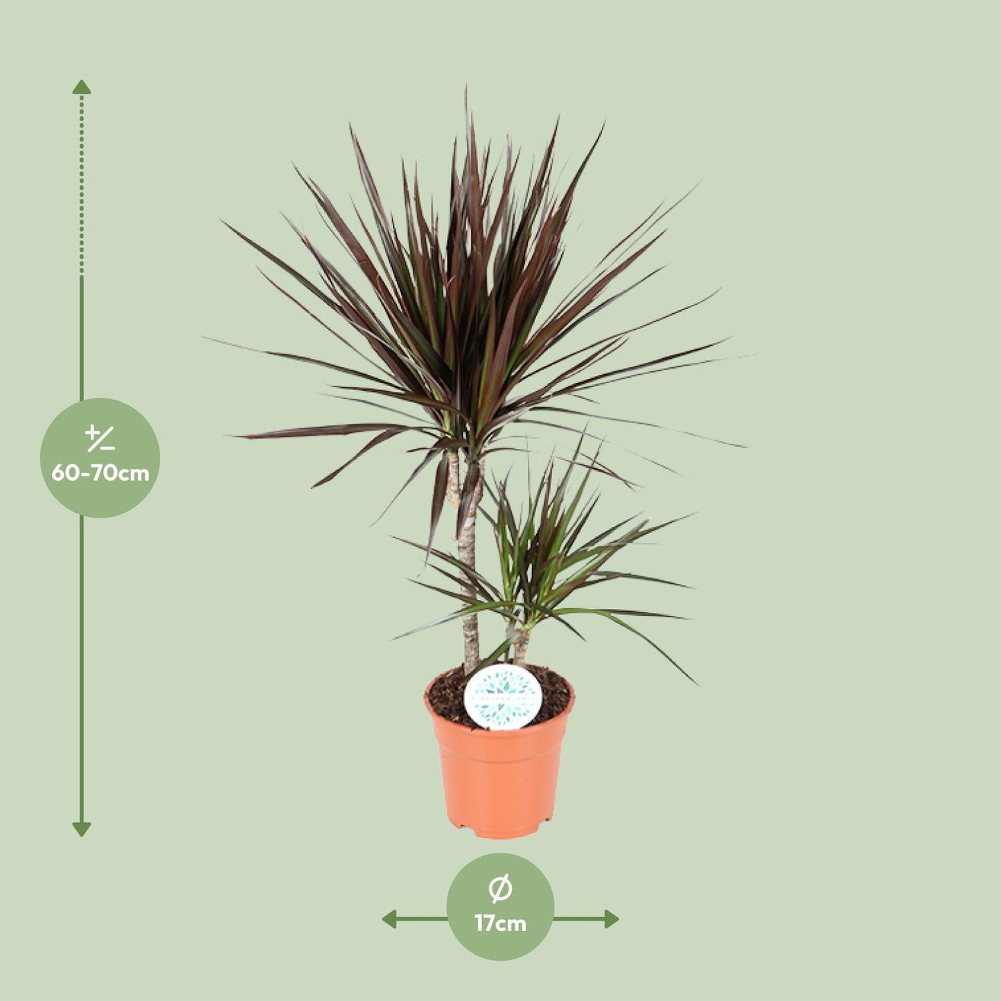 Dracaena Magenta - Ø17cm - ↕70cm