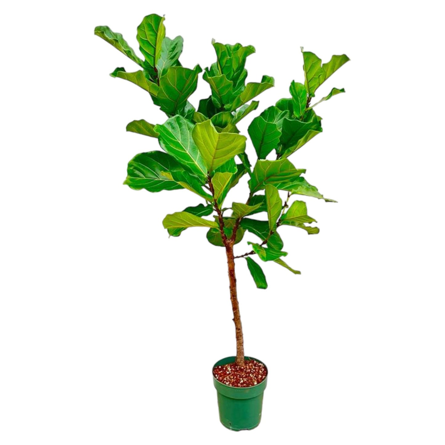 Geigenfeige Stamm – 170 cm – Stilvolle Zimmerpflanze