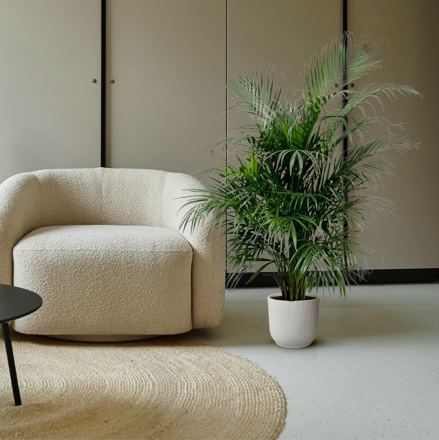 Goldfruchtpalme 150 cm – Tropische Eleganz für Zuhause