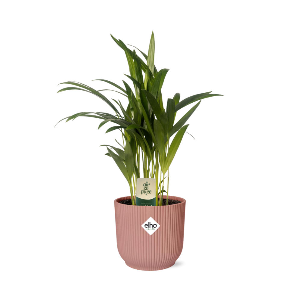 Dypsis Lutescens (Areca) 12cm in ELHO Vibes Fold 14cm roze