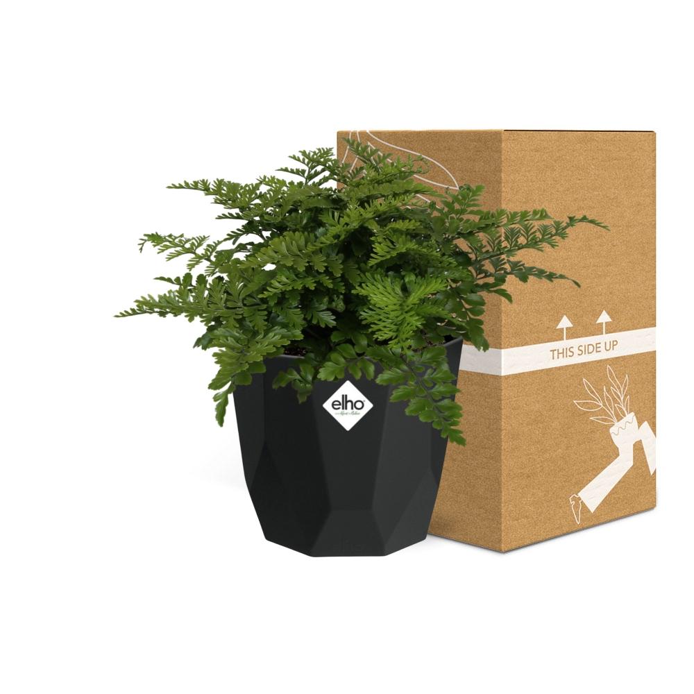 Asplenium Parvati in 14cm b.for rock living black