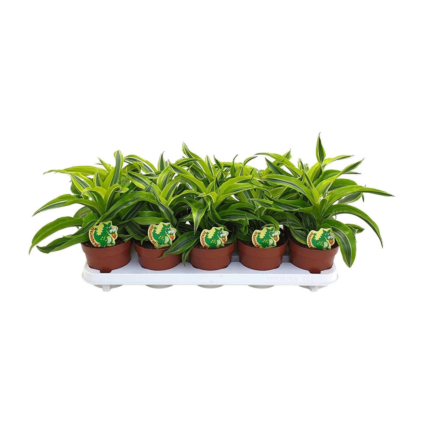 Dracaena Lemon Surprise - Ø12cm - ↕22cm