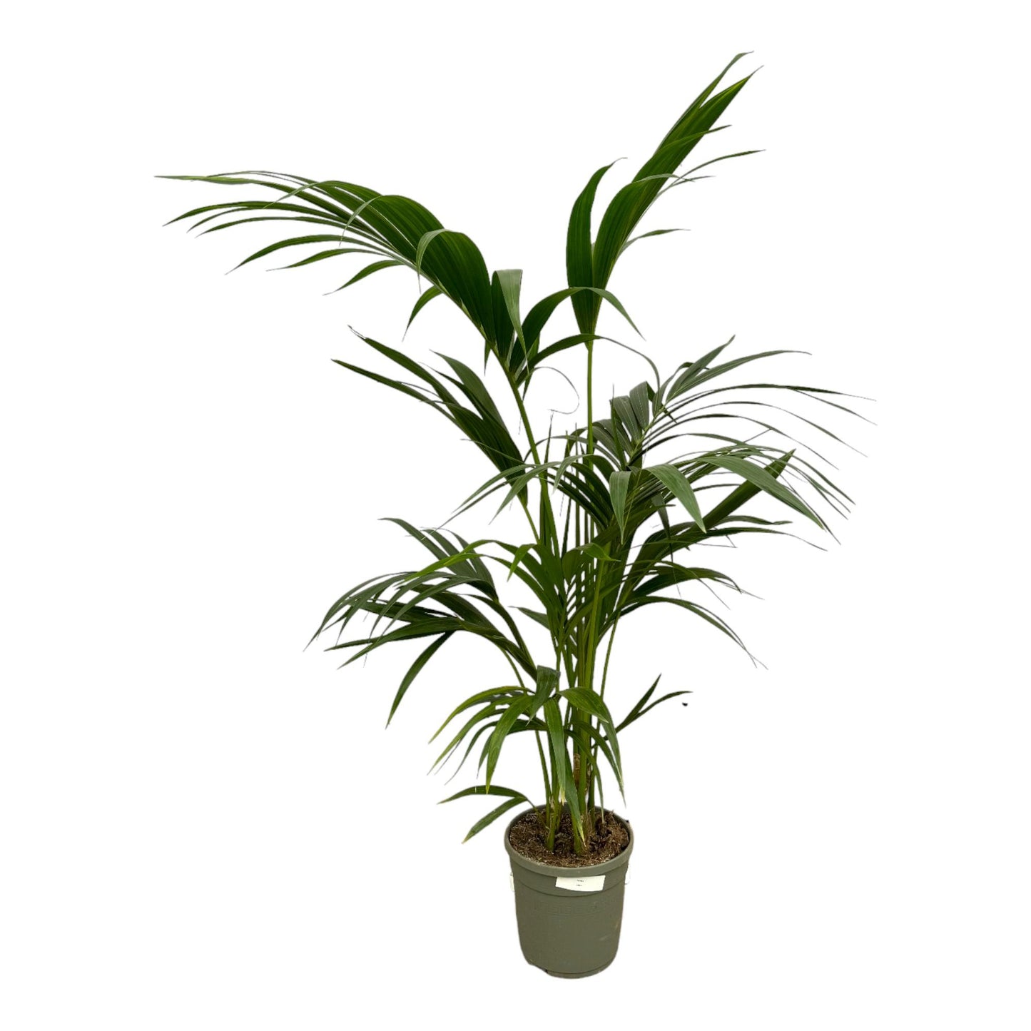 Kentia Palme – 130 cm – Premium Zimmerpflanze im Ø21cm Topf