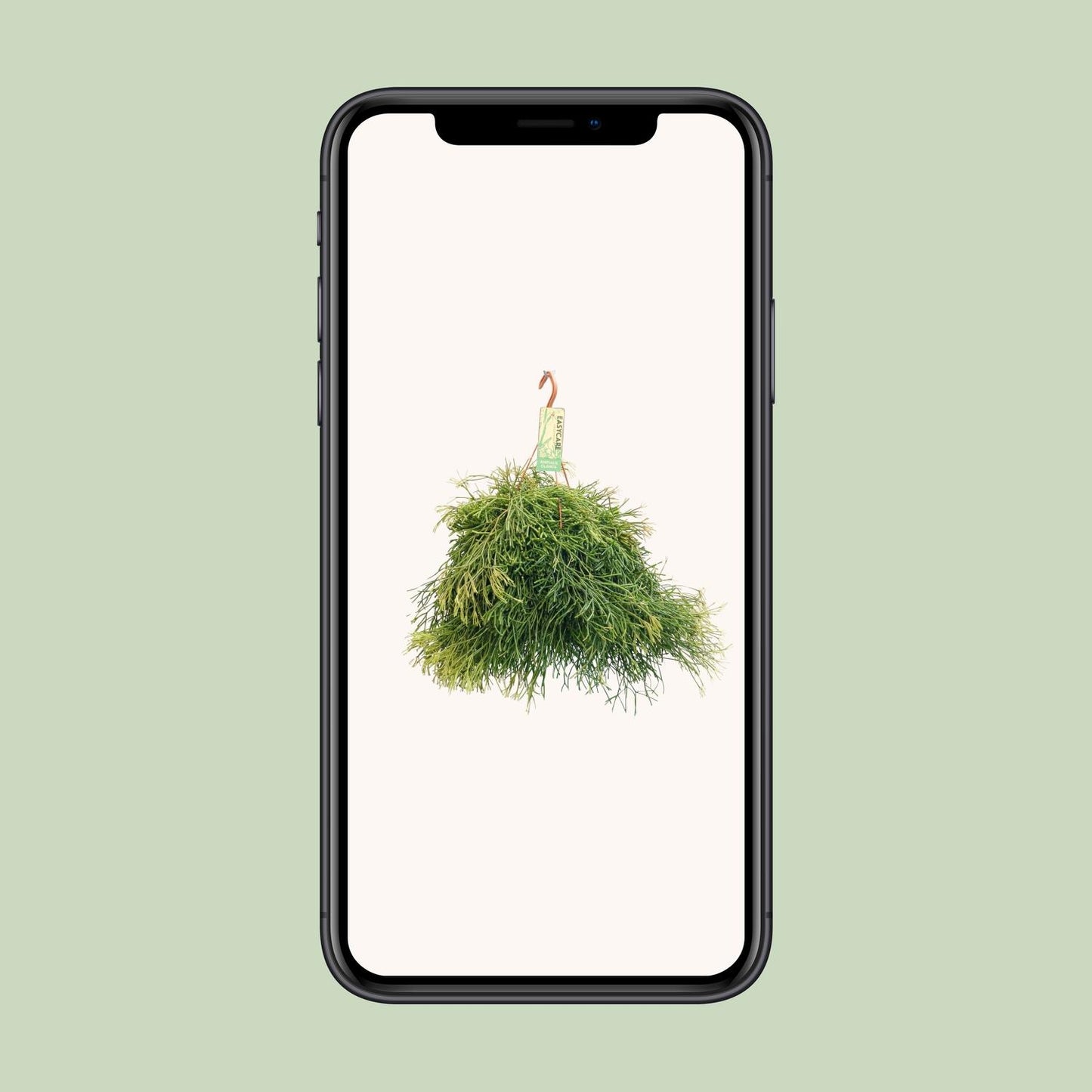 Rhipsalis Clavata - Ø21cm - ↕50cm