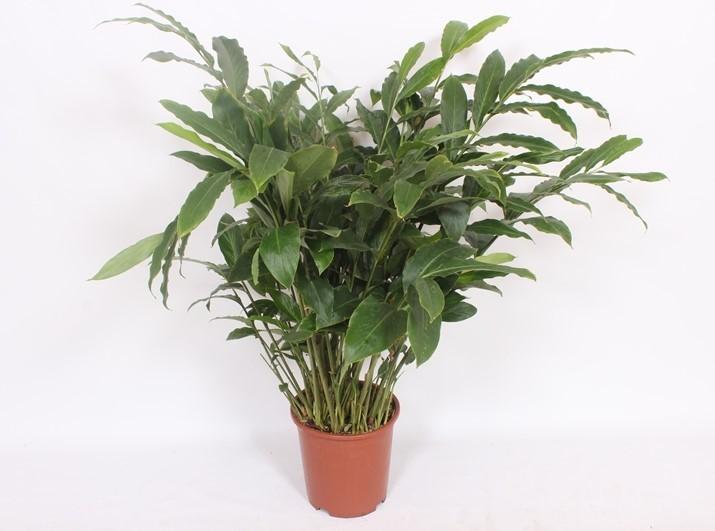 Elettaria Cardamomum - Ø27cm - ↕120cm