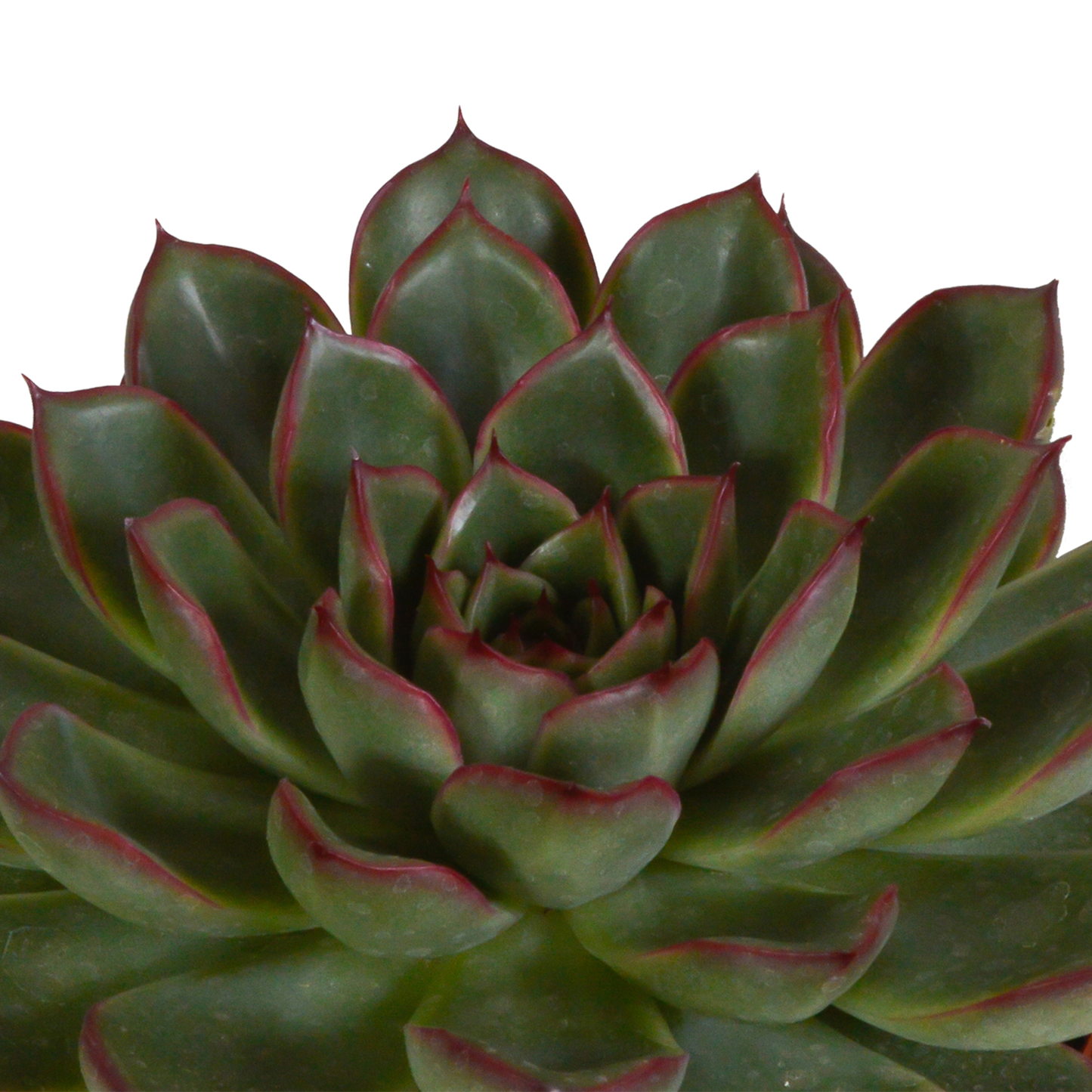 Echeveria Mix 3er Set im Terrakottatopf 10,5 cm