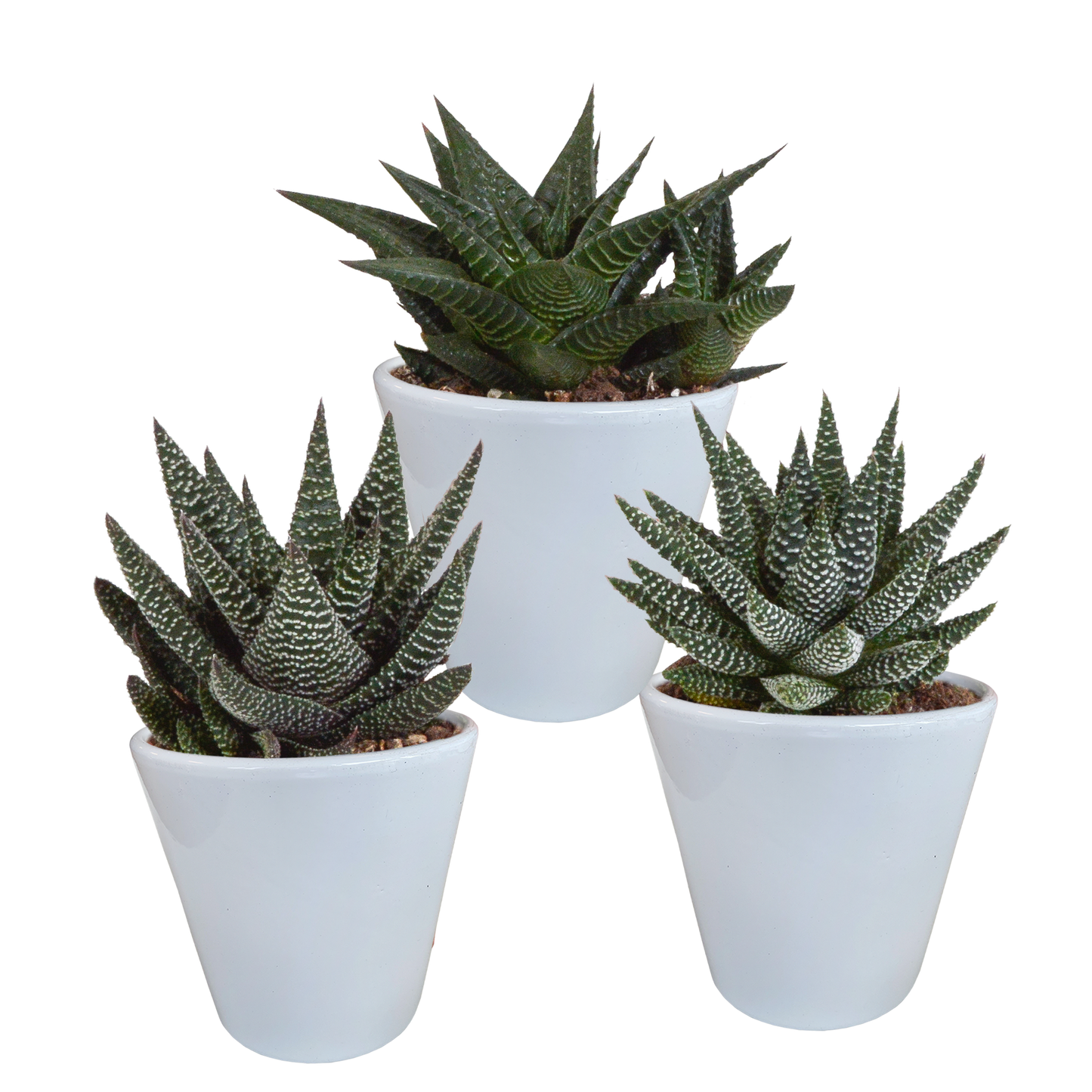 Gasterie & Haworthie Mix – 3er Set pflegeleichte Sukkulenten